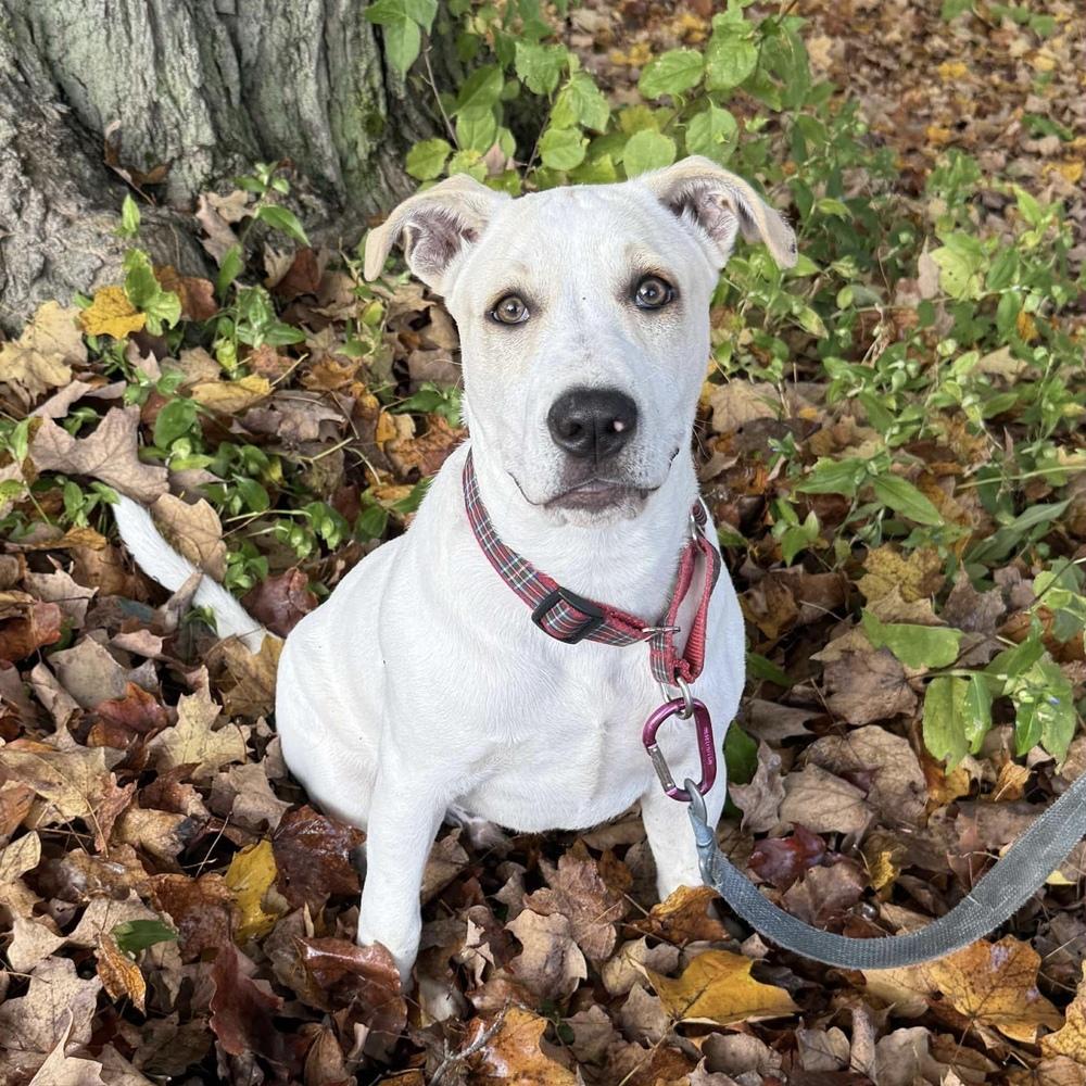 Enlarge Tony, a Adoptable mixed breed in Groveland, MA image 6/6