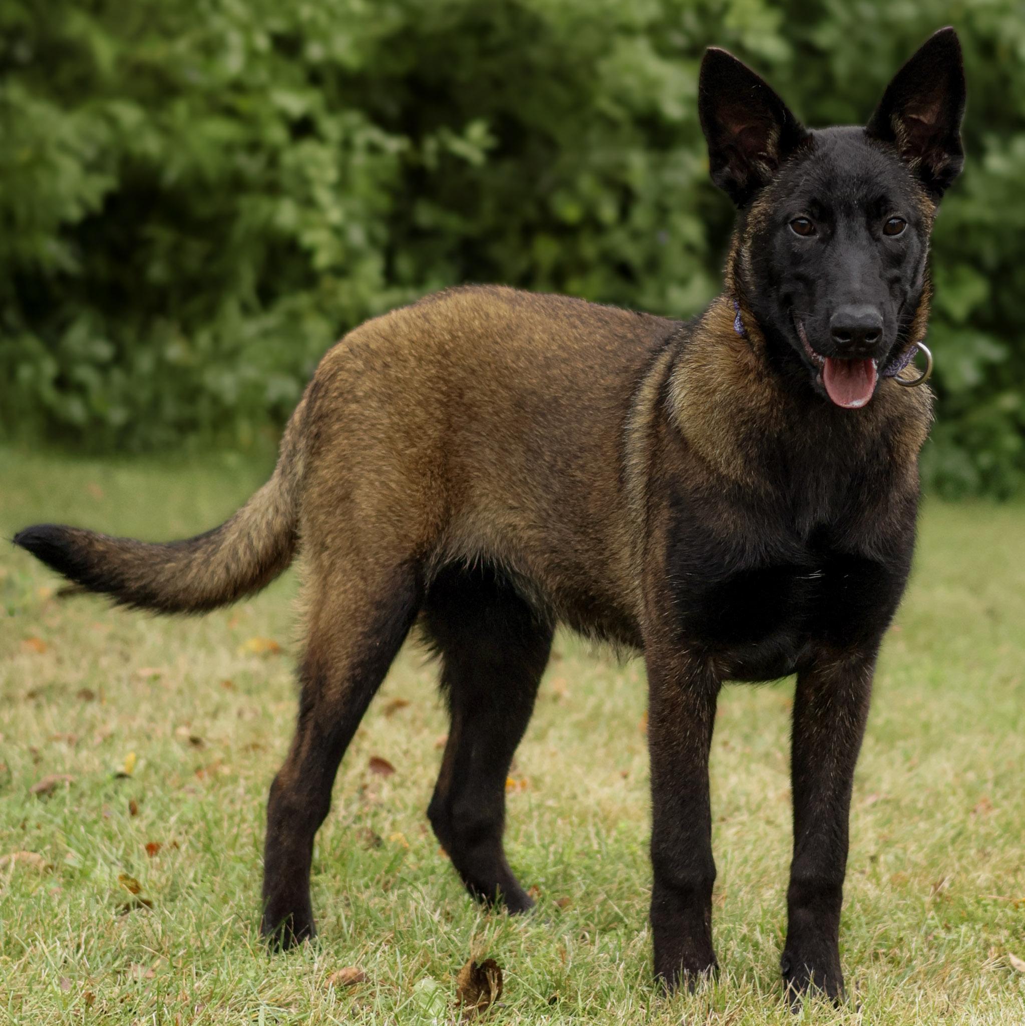 Enlarge Gucci, a Adoptable Belgian Shepherd / Malinois in St. Ignace, MI image 1/1