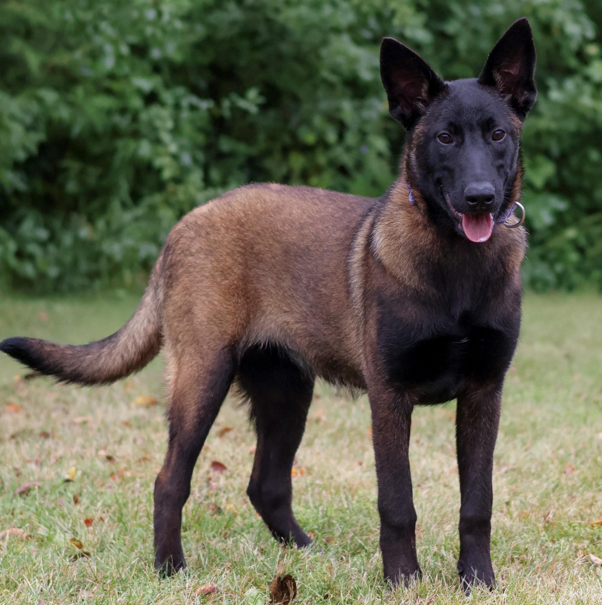Enlarge Gucci, a Adoptable Belgian Shepherd / Malinois in St. Ignace, MI image 1/1