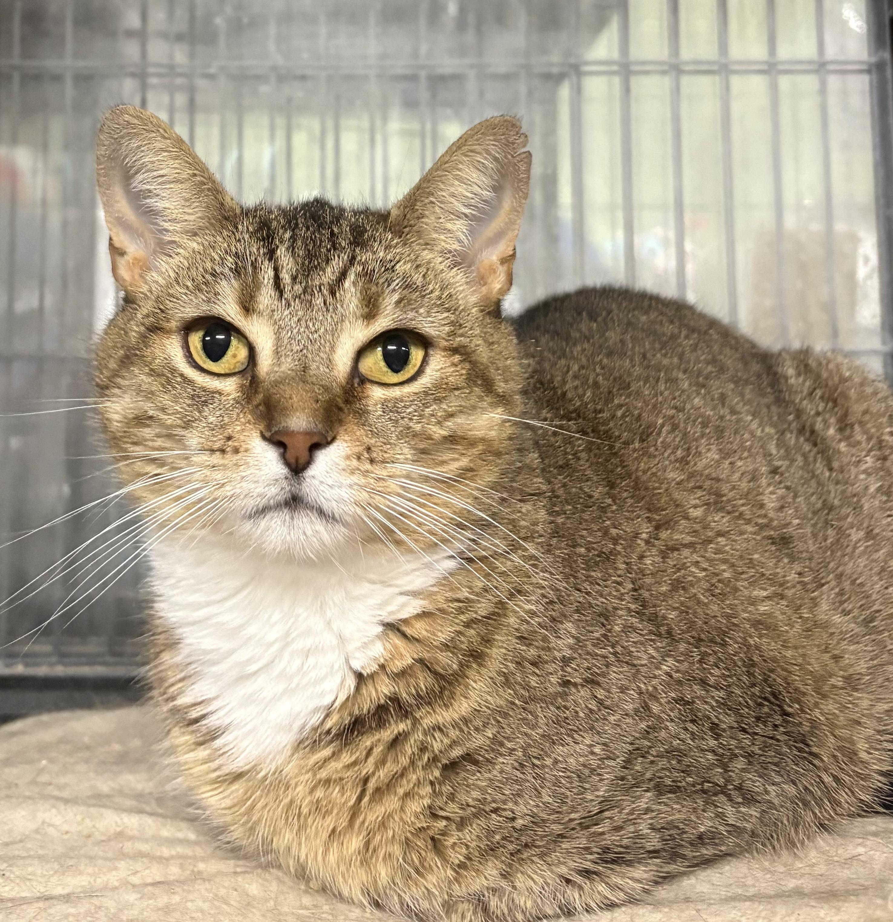 Enlarge SABLE, a Adoptable Domestic Short Hair in Tillsonburg, ON image 1/4