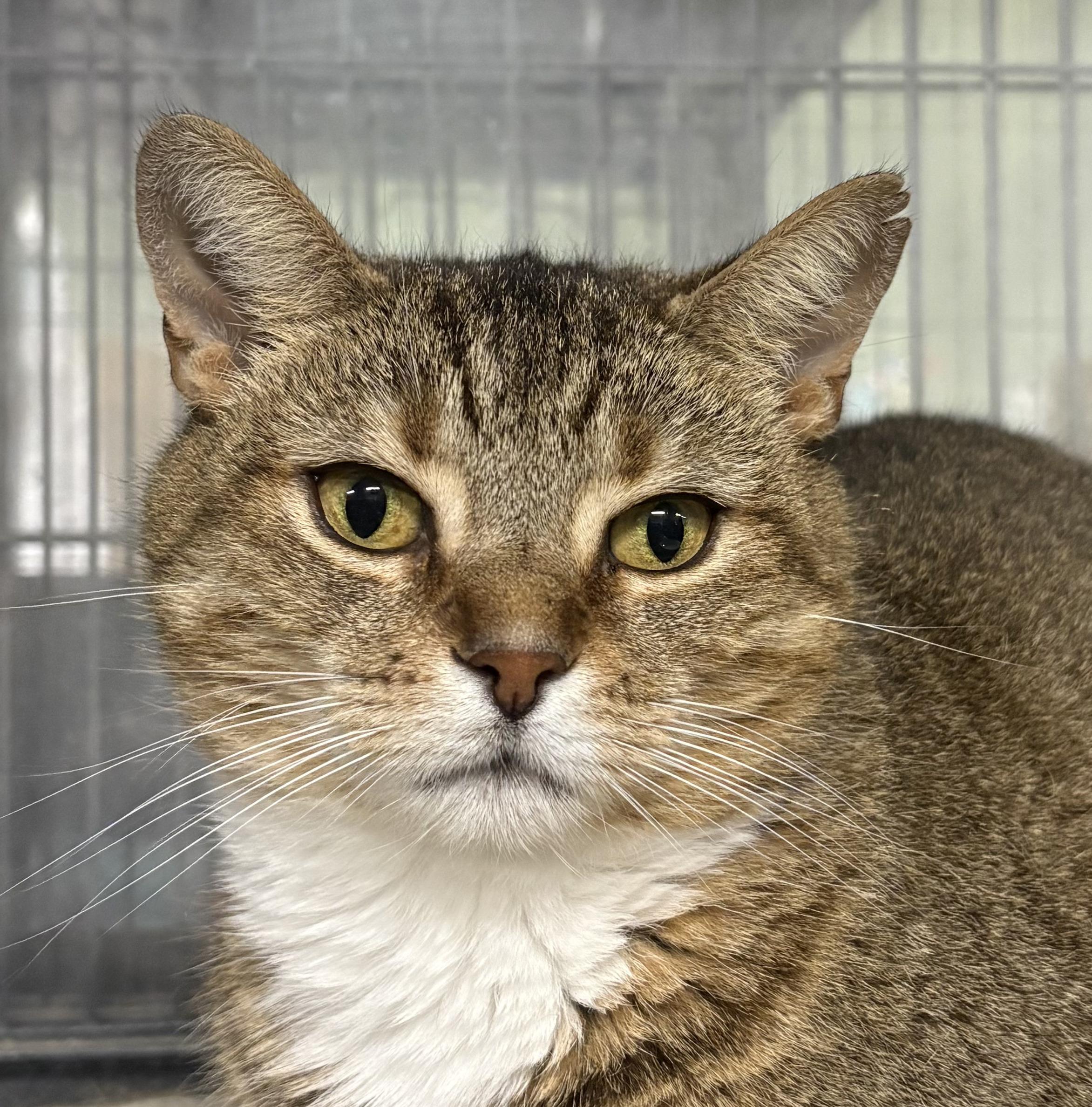 Enlarge SABLE, a Adoptable Domestic Short Hair in Tillsonburg, ON image 2/4
