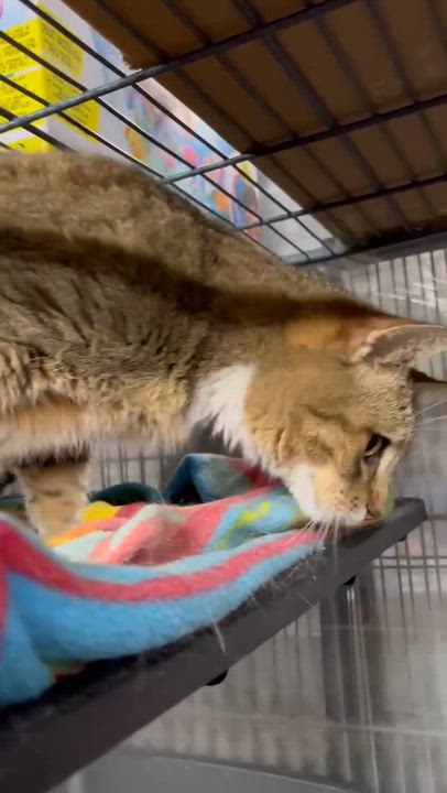 Enlarge SABLE, a Adoptable Domestic Short Hair in Tillsonburg, ON video 3/4