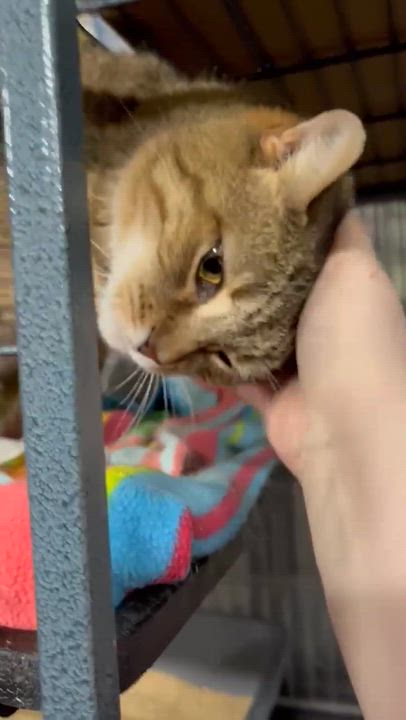 Enlarge SABLE, a Adoptable Domestic Short Hair in Tillsonburg, ON video 4/4