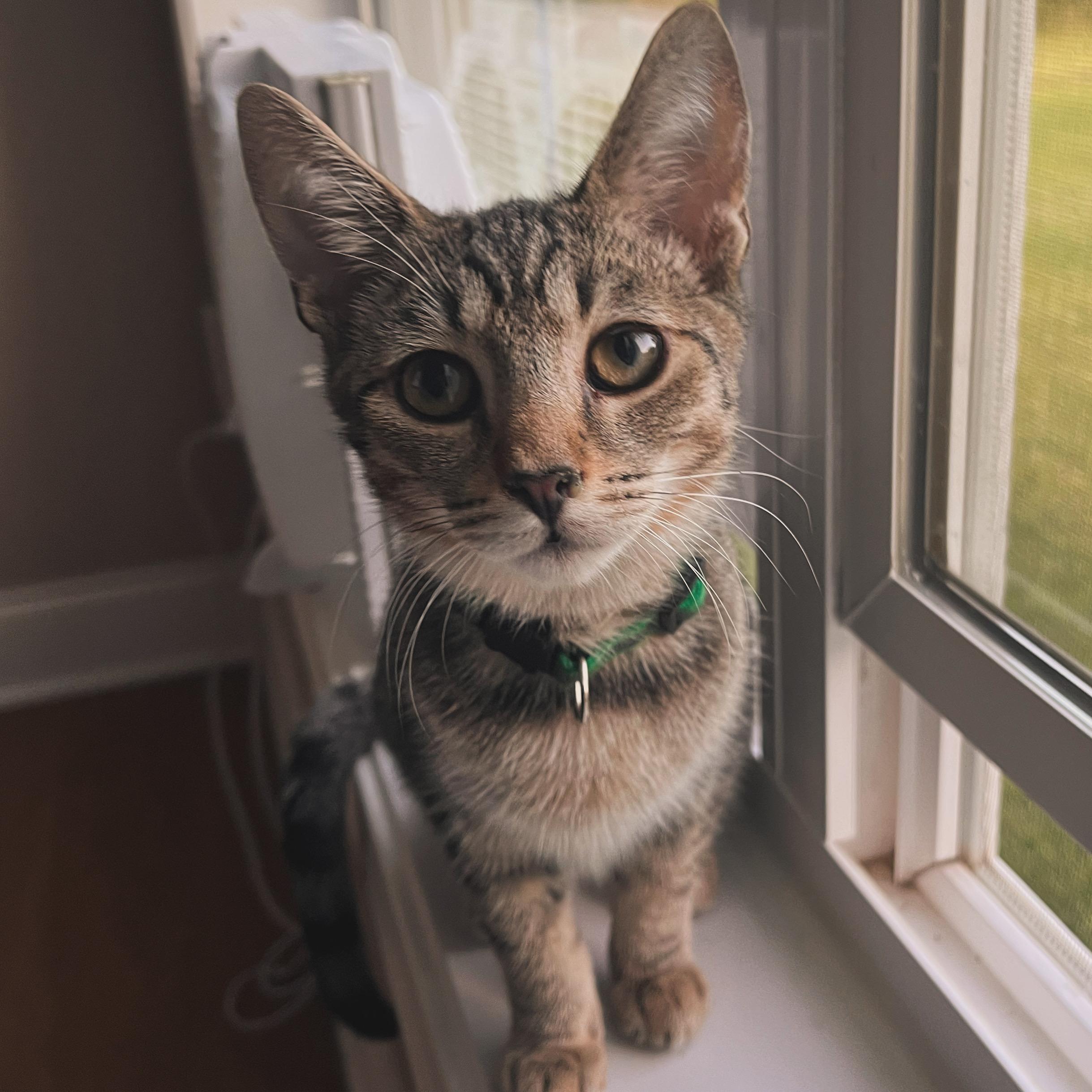 Enlarge Gandalf, an adopted Domestic Short Hair in Austintown, OH image 1/2