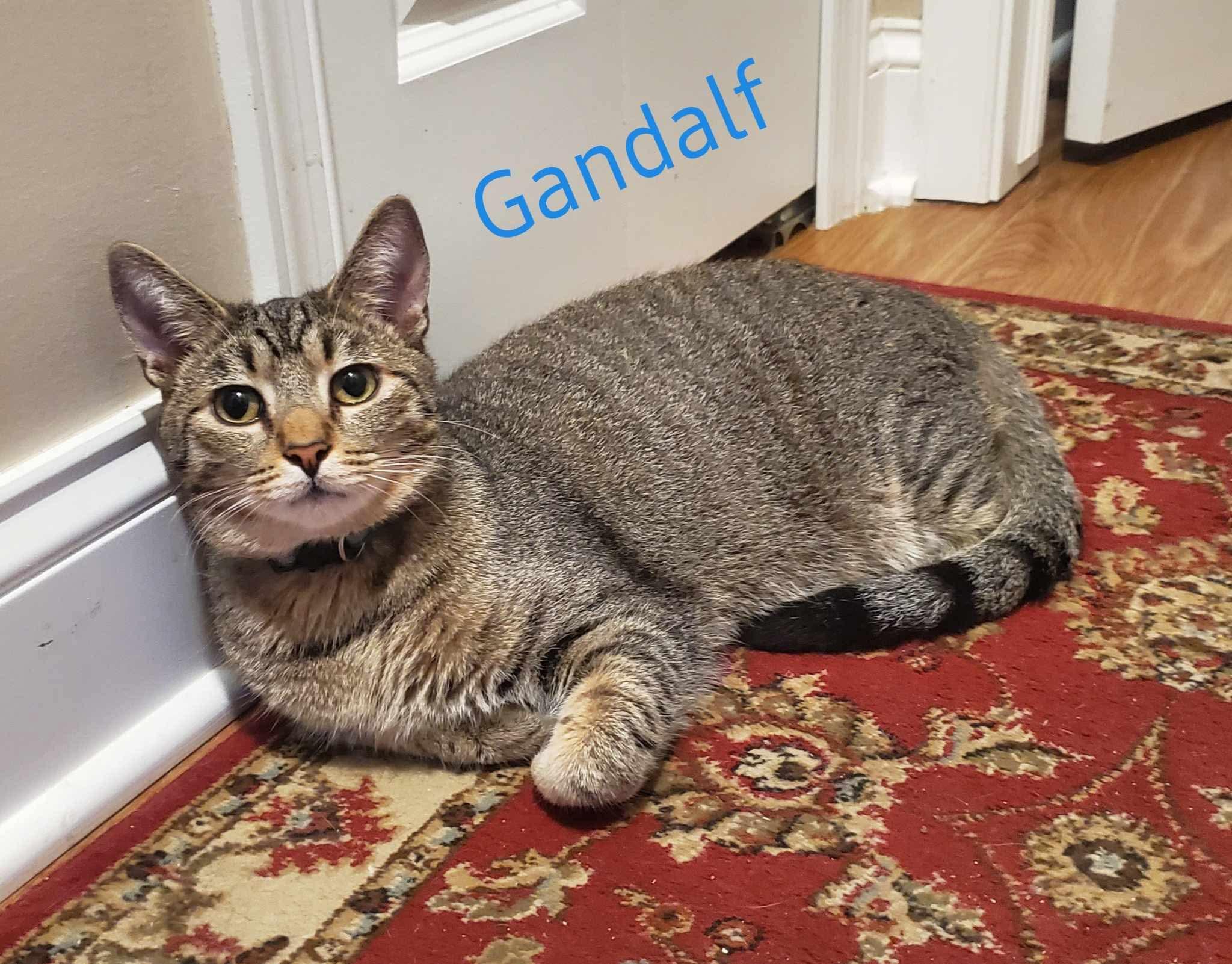 Enlarge Gandalf, an adopted Domestic Short Hair in Austintown, OH image 2/2