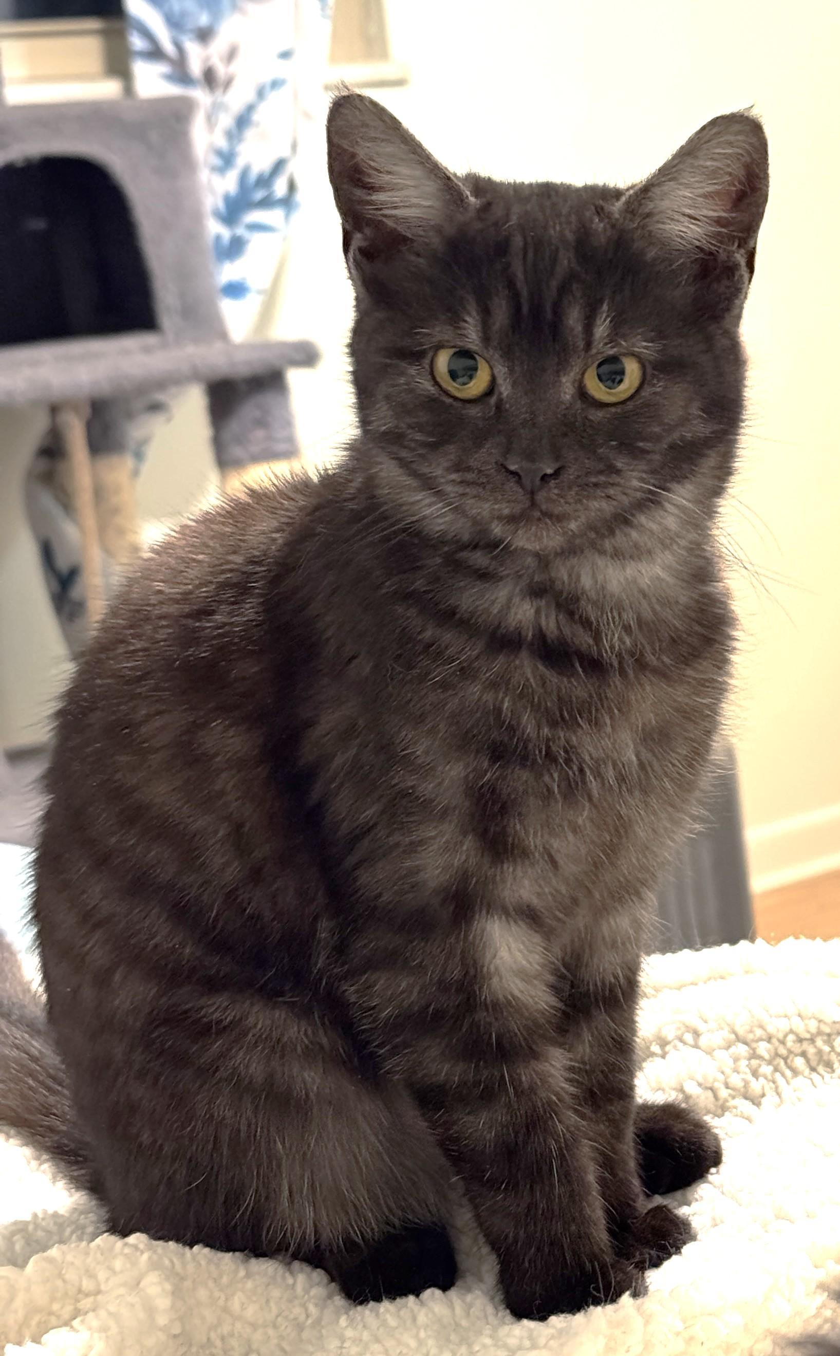 Tatum - Please read description — thumbnail 2