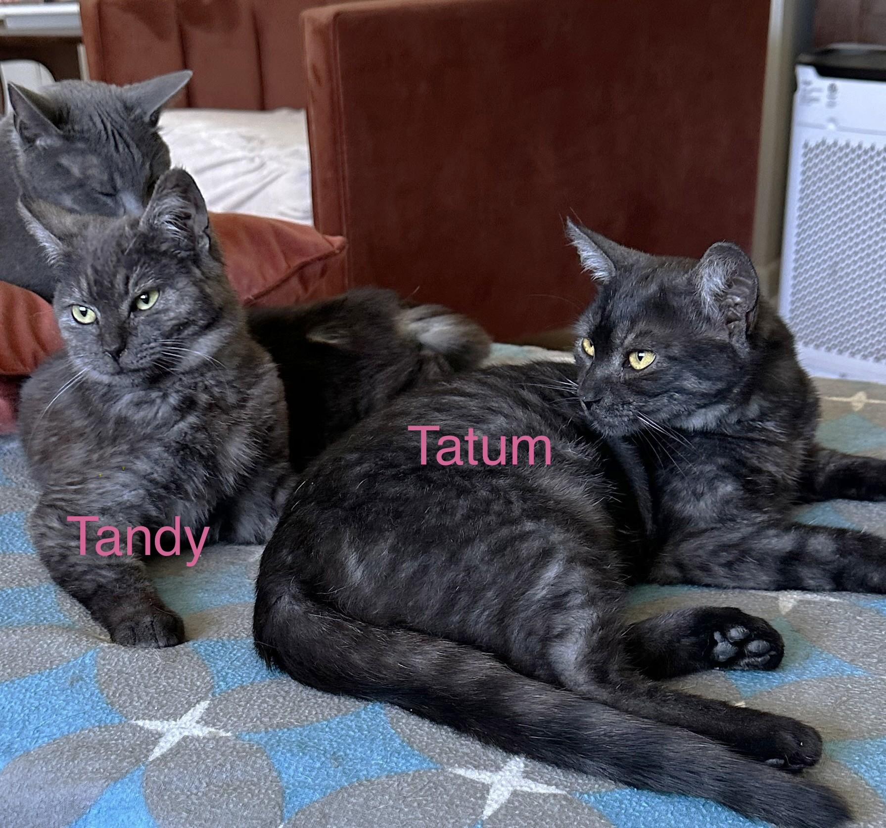 Enlarge Tatum (Tandy's sister), an adoptable Domestic Short Hair in Columbus, OH image 6/6