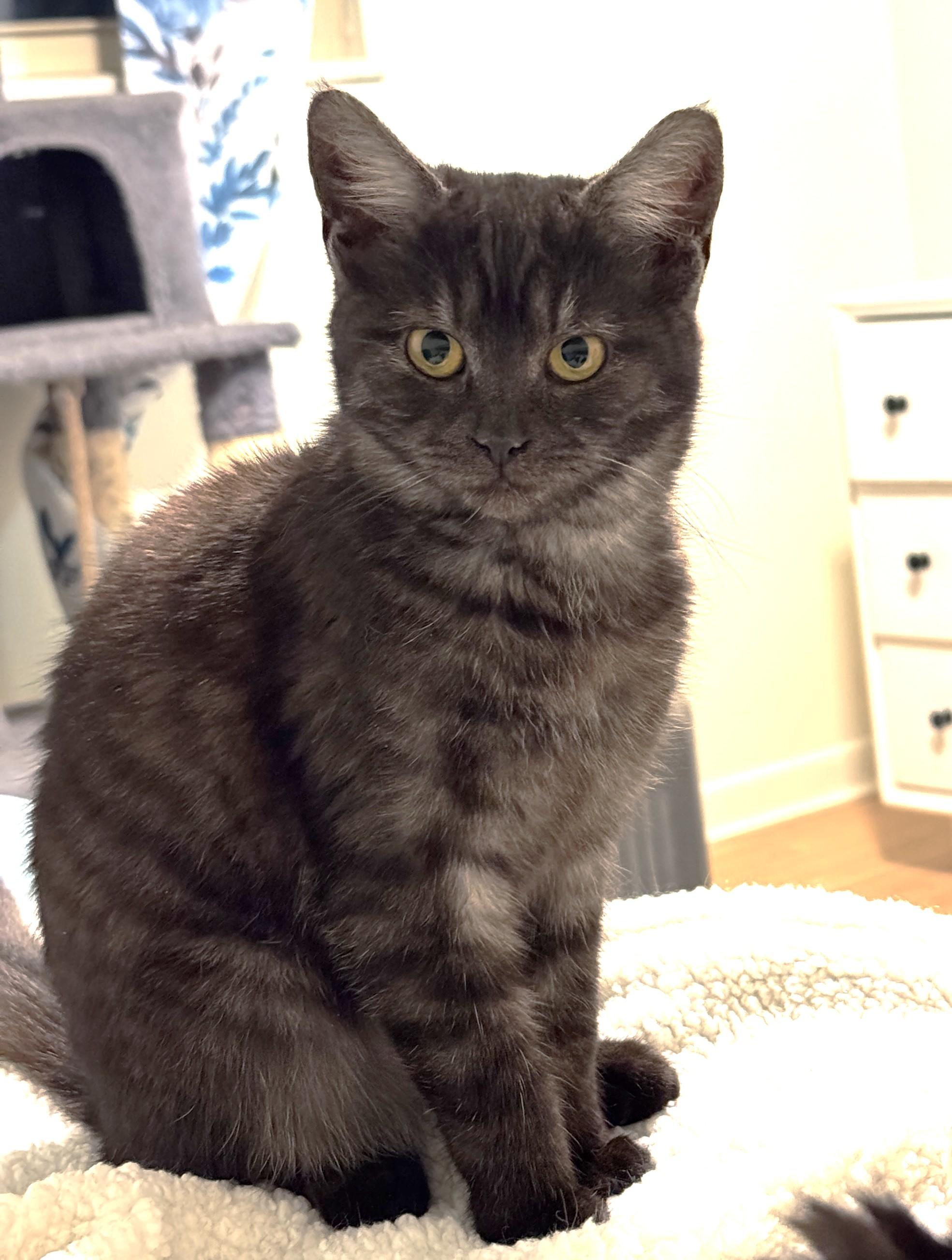 Enlarge Tatum (Tandy's sister), an adoptable Domestic Short Hair in Columbus, OH image 5/6