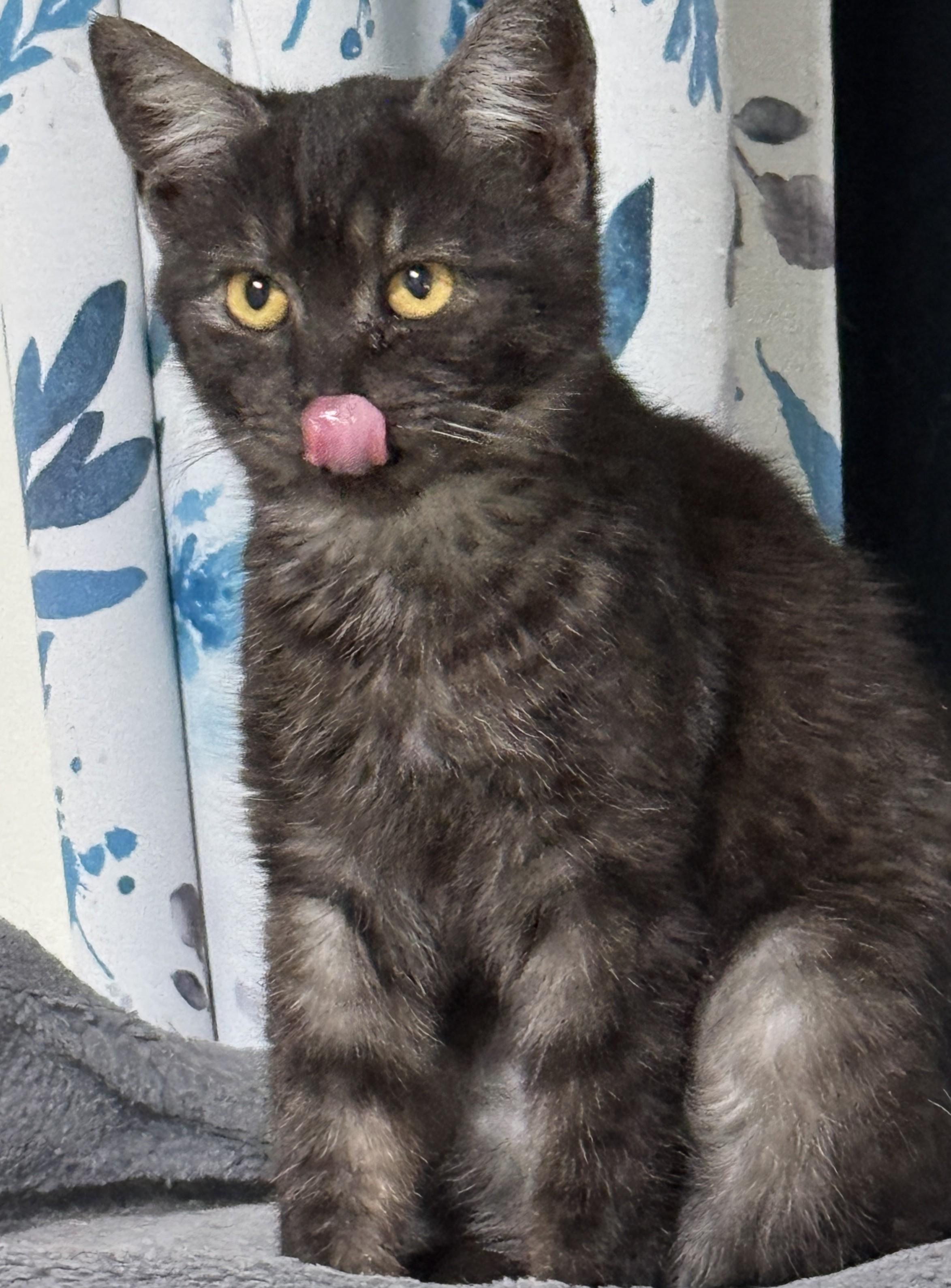 Enlarge Tatum (Tandy's sister), an adoptable Domestic Short Hair in Columbus, OH image 3/6