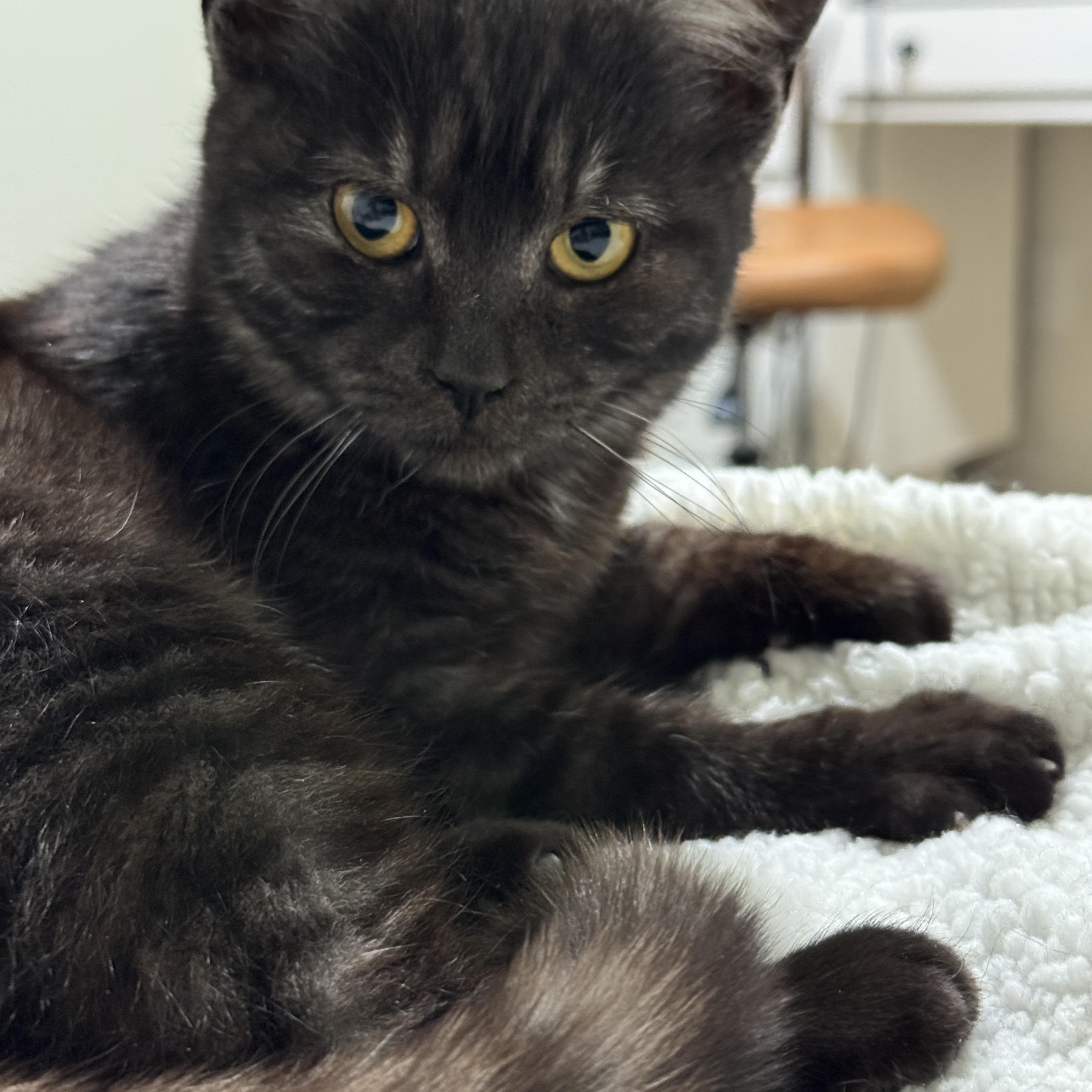 Tatum - Please read description — thumbnail 4