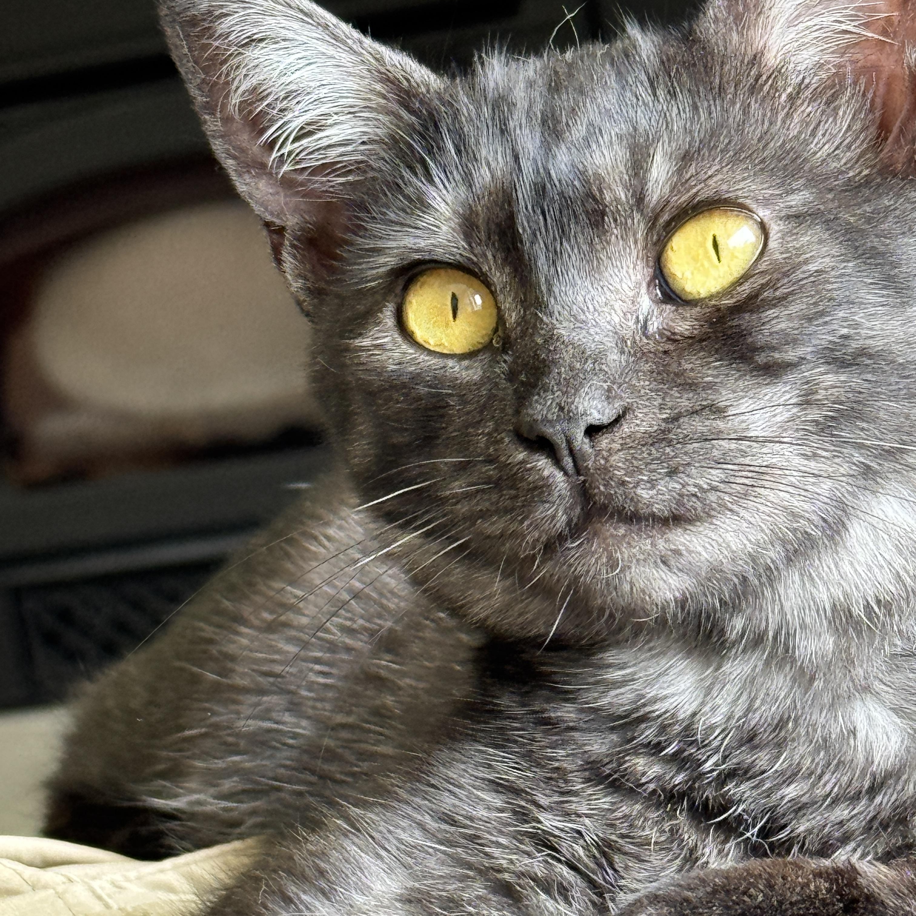 Enlarge Tatum (Tandy's sister), an adoptable Domestic Short Hair in Columbus, OH image 2/6