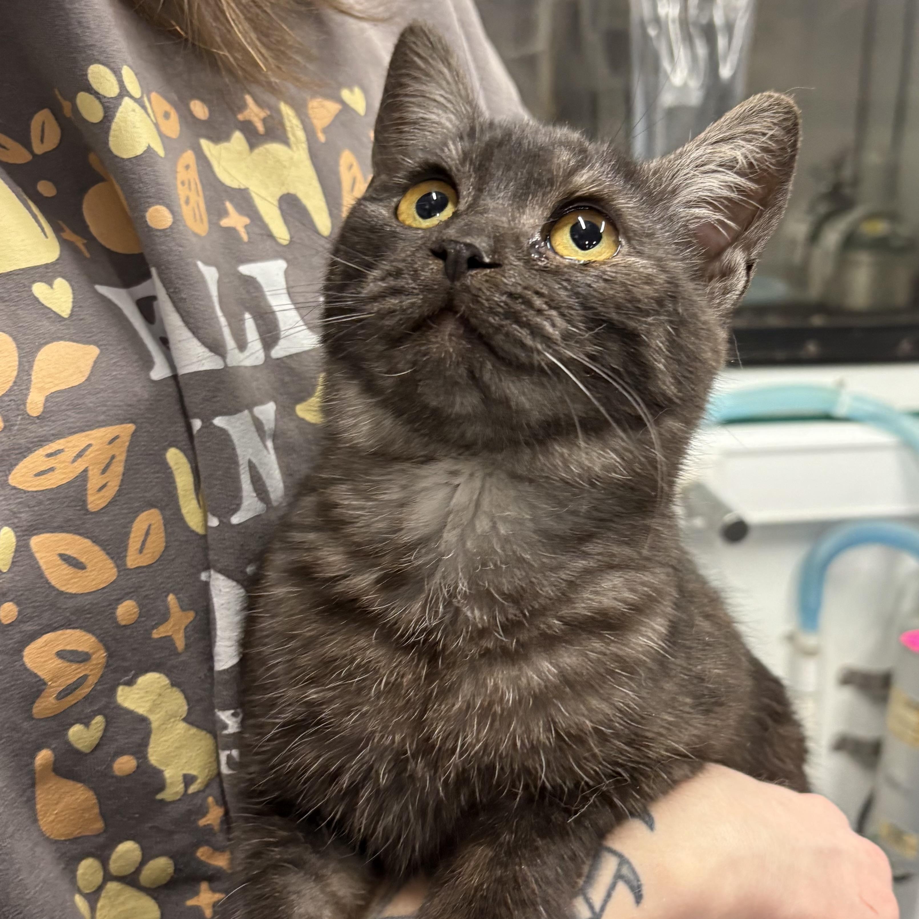 Enlarge Tatum (Tandy's sister), an adoptable Domestic Short Hair in Columbus, OH image 1/6