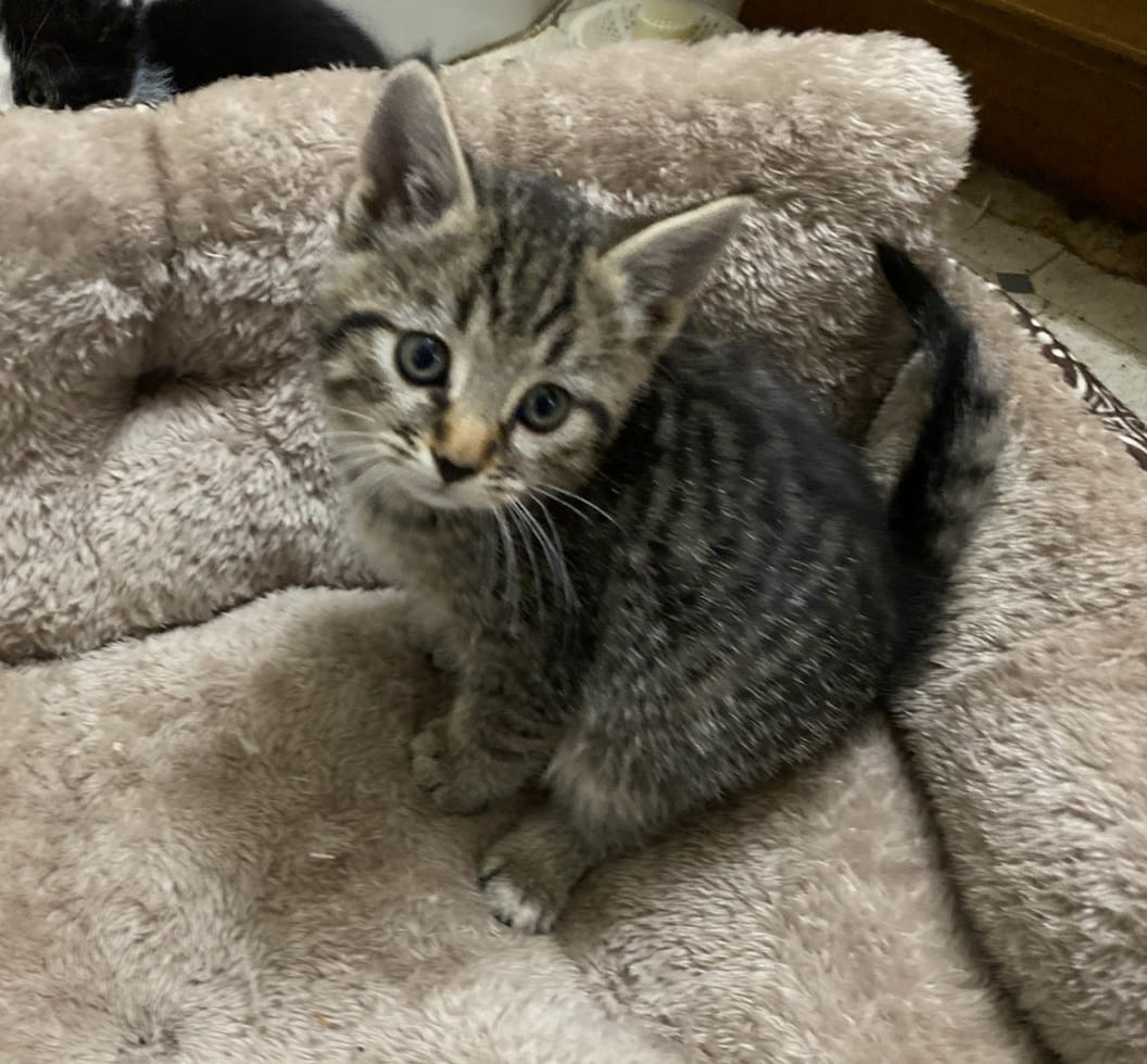 Enlarge Donald, a Adopted Tabby in Grove City, OH image 1/1