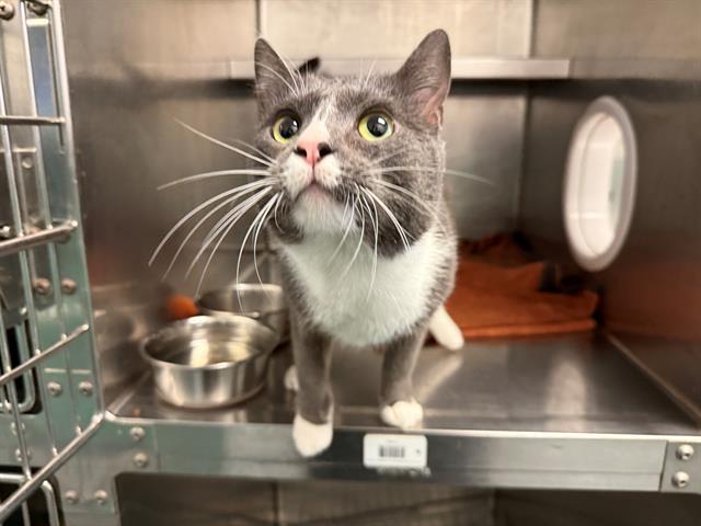 Enlarge BUZZ, a Adoptable Domestic Short Hair in Antioch, CA image 1/1