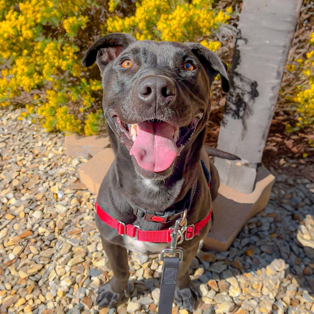 Short King, Adoptable, Adult Male Labrador Retriever & Mixed Breed.