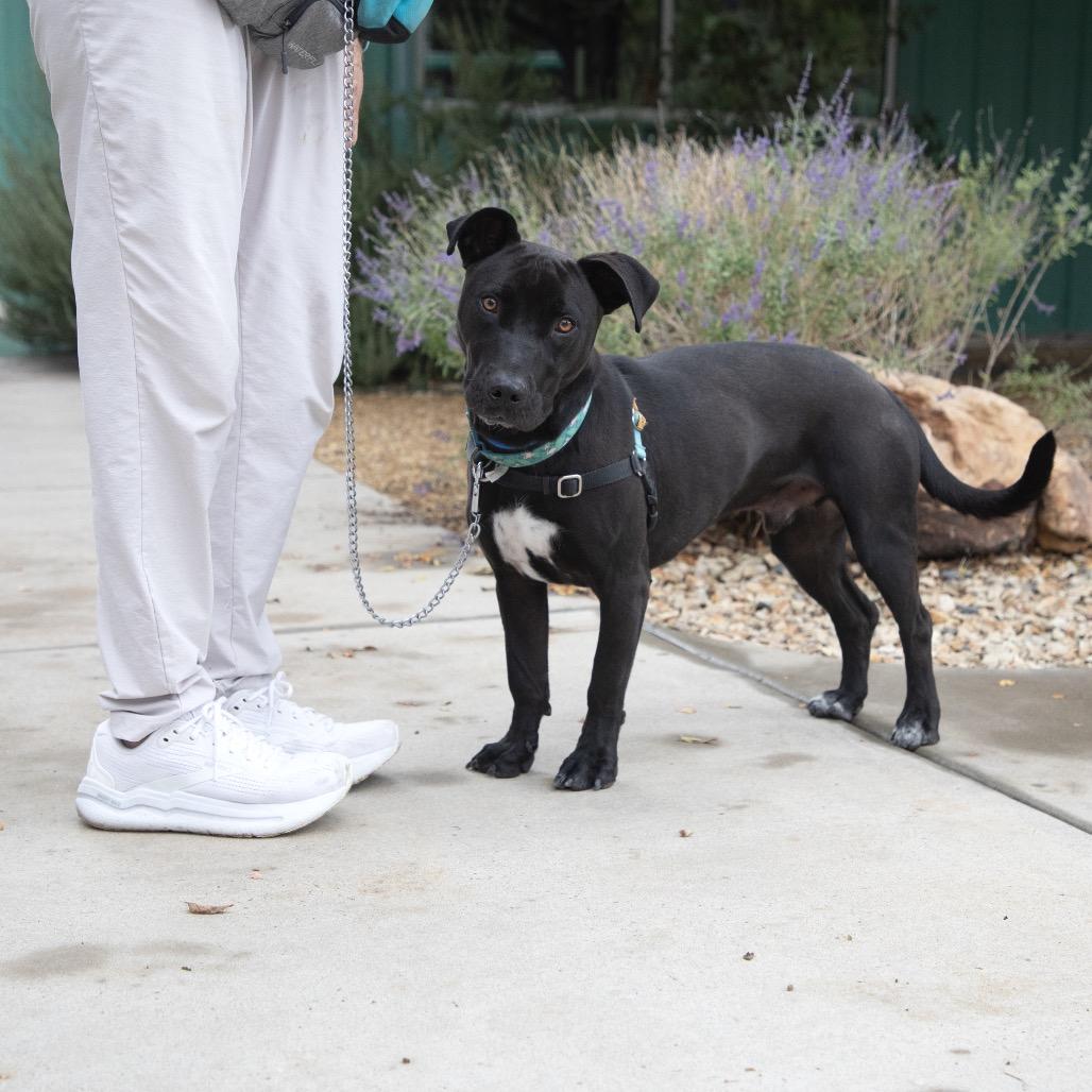 Short King, Adoptable, Adult Male Labrador Retriever & Mixed Breed.
