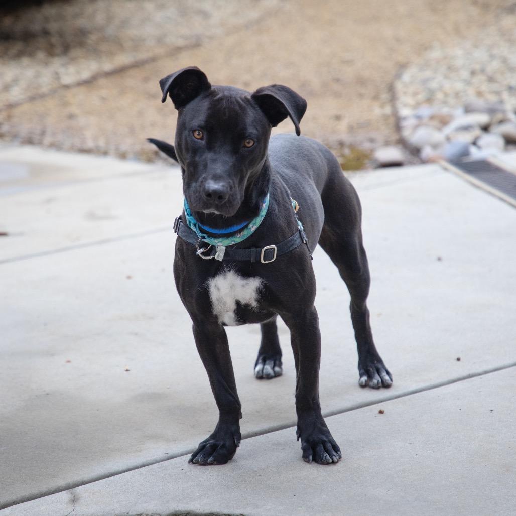 Enlarge Short King, a Adoptable mixed breed in Albuquerque, NM image 2/6