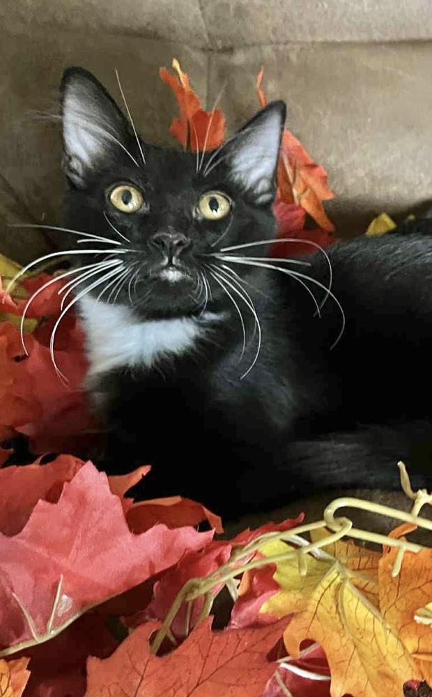 Enlarge Peter Pan, a Adoptable Domestic Medium Hair in Wolcott, CT image 1/6