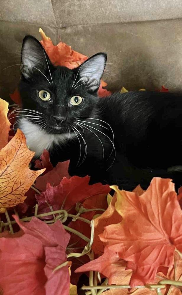 Enlarge Peter Pan, a Adoptable Domestic Medium Hair in Wolcott, CT image 3/6