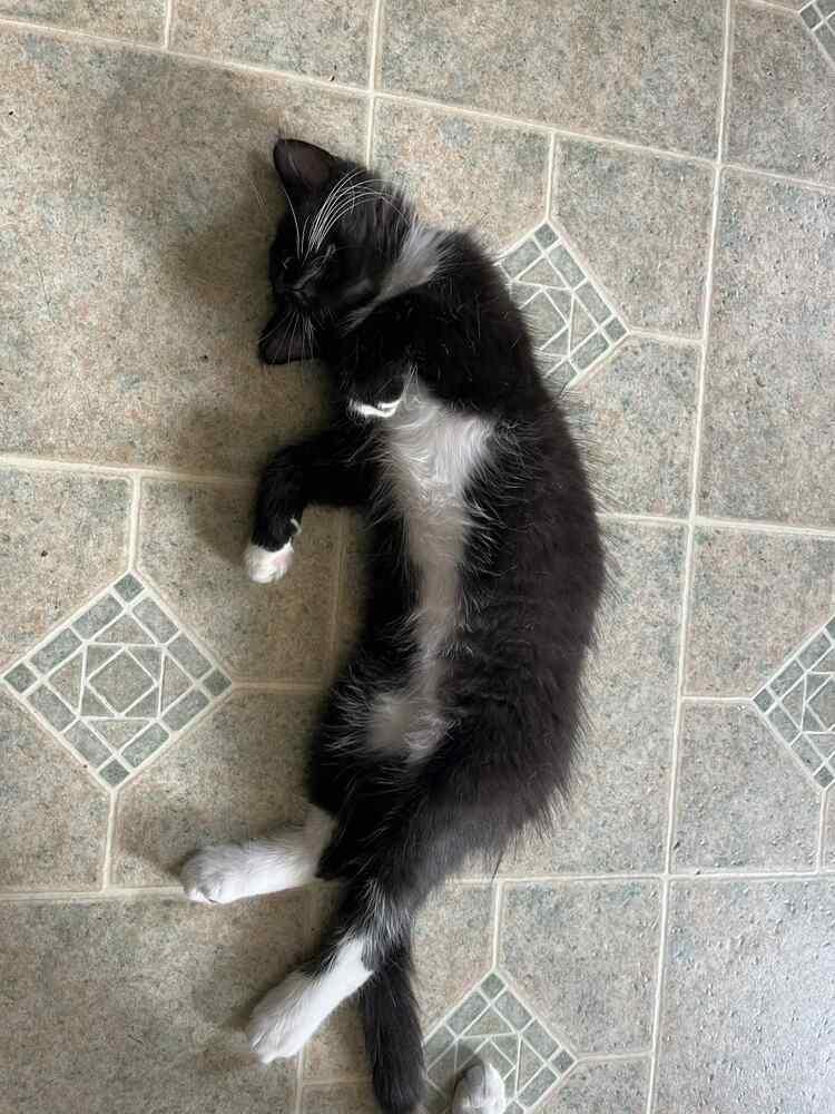 Enlarge Peter Pan, a Adoptable Domestic Medium Hair in Wolcott, CT image 6/6