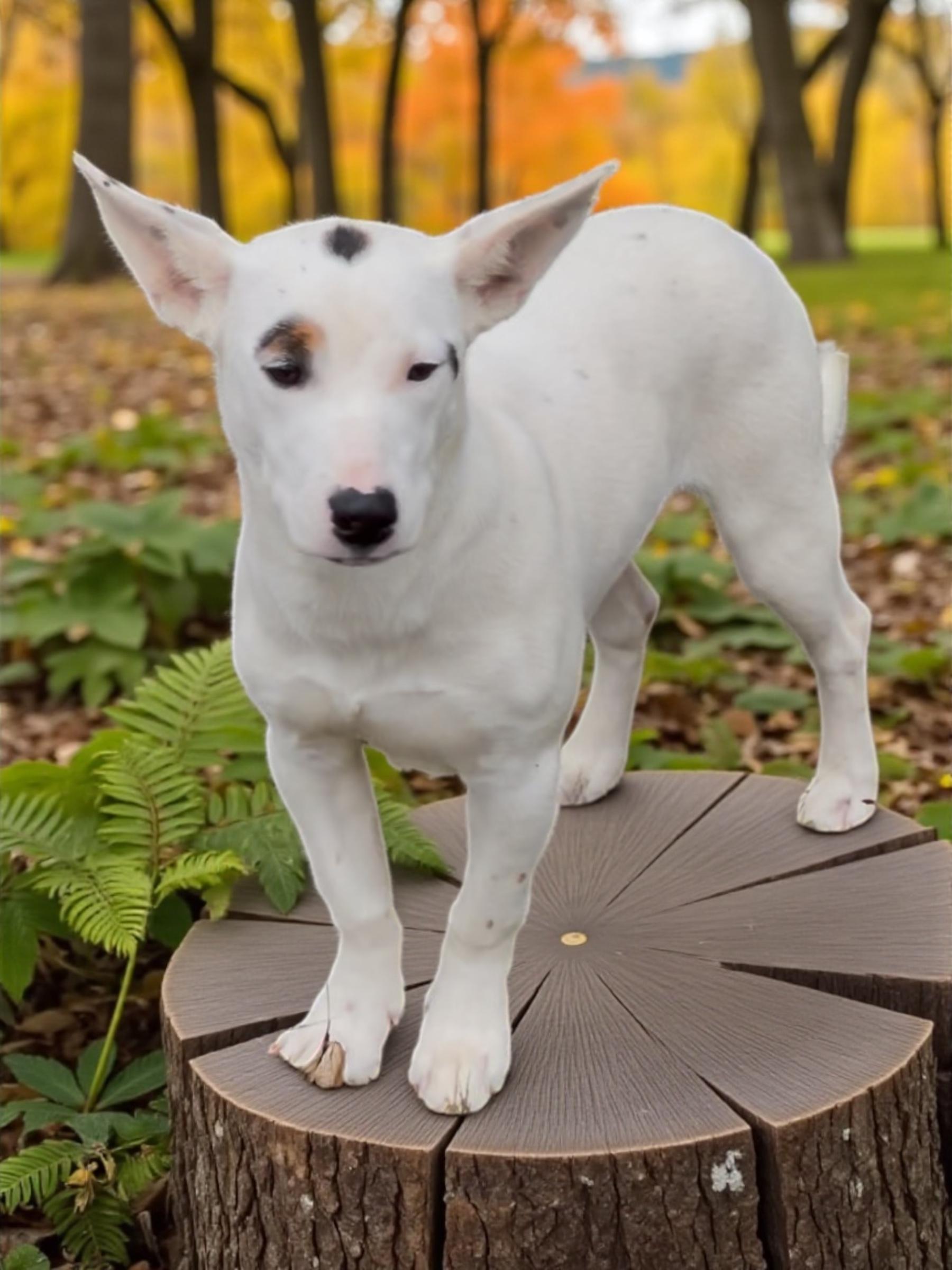 Yoda-Belle, a Adoptable mixed breed in Athens, TN image 4/4