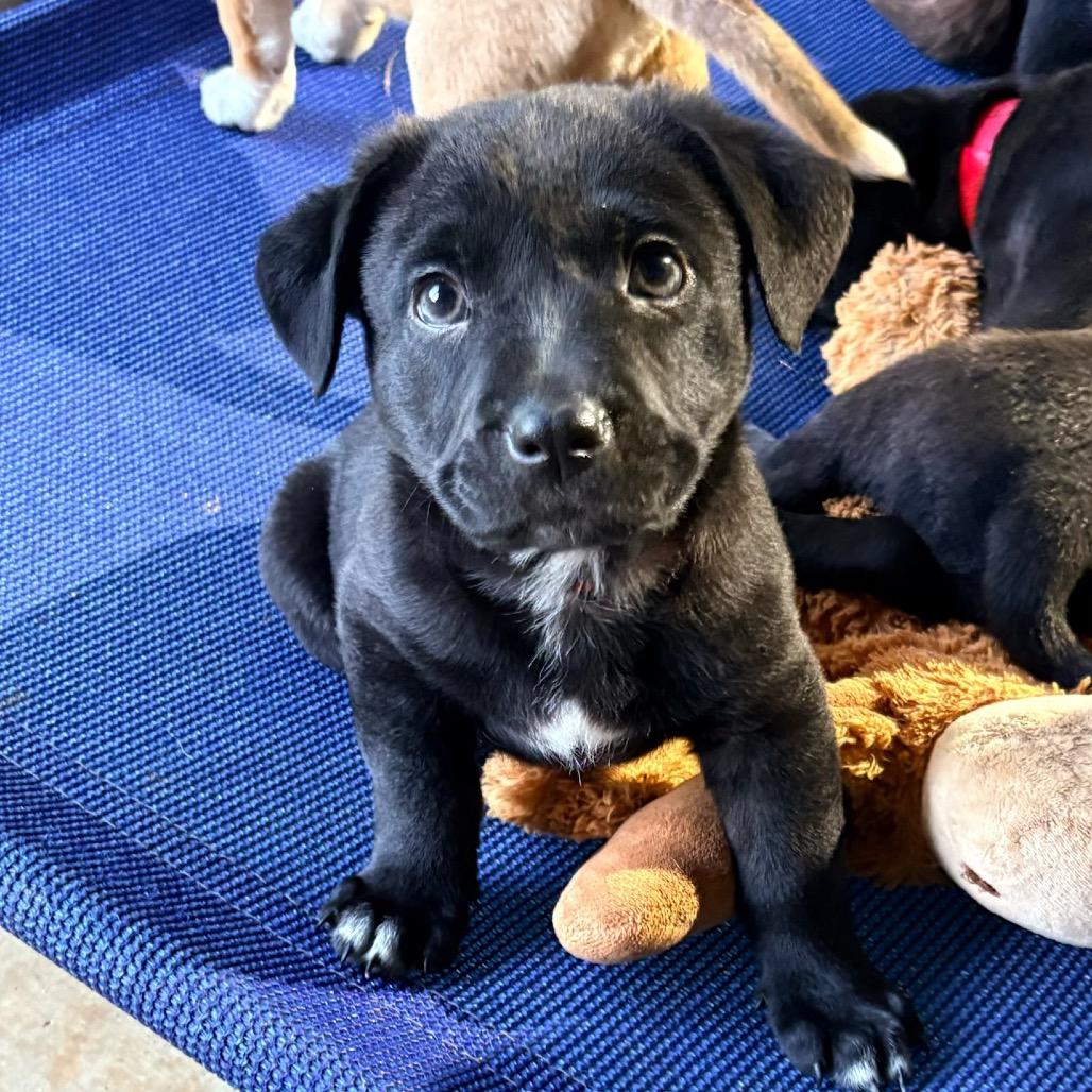 Boomer, Adoptable, Puppy Male Mixed Breed.