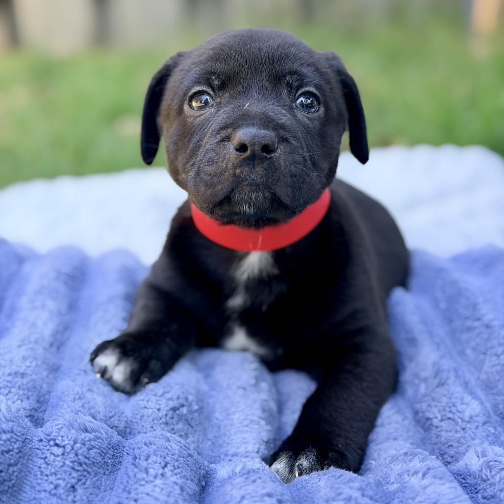 Boomer, a Adoptable Mixed Breed in Huntsville, AL image 2/4