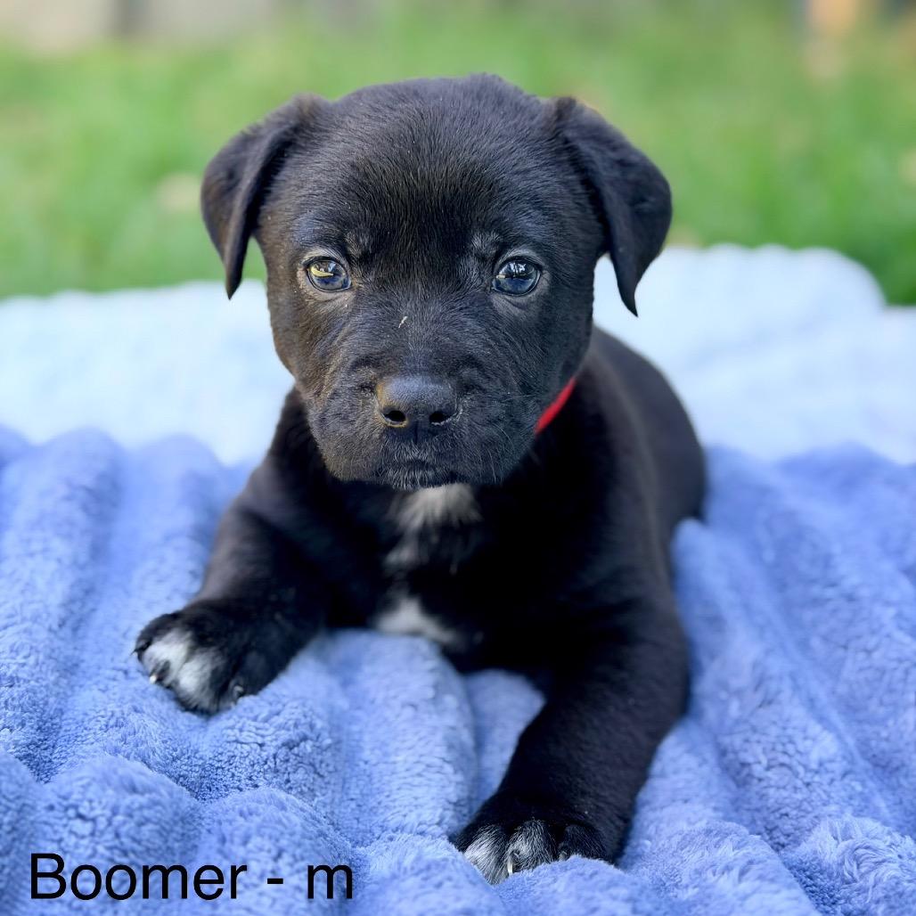 Boomer, a Adoptable Mixed Breed in Huntsville, AL image 3/4