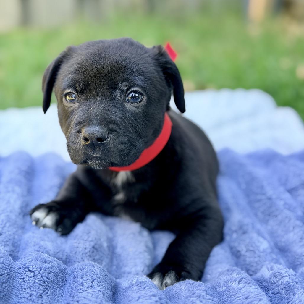 Boomer, a Adoptable Mixed Breed in Huntsville, AL image 4/4