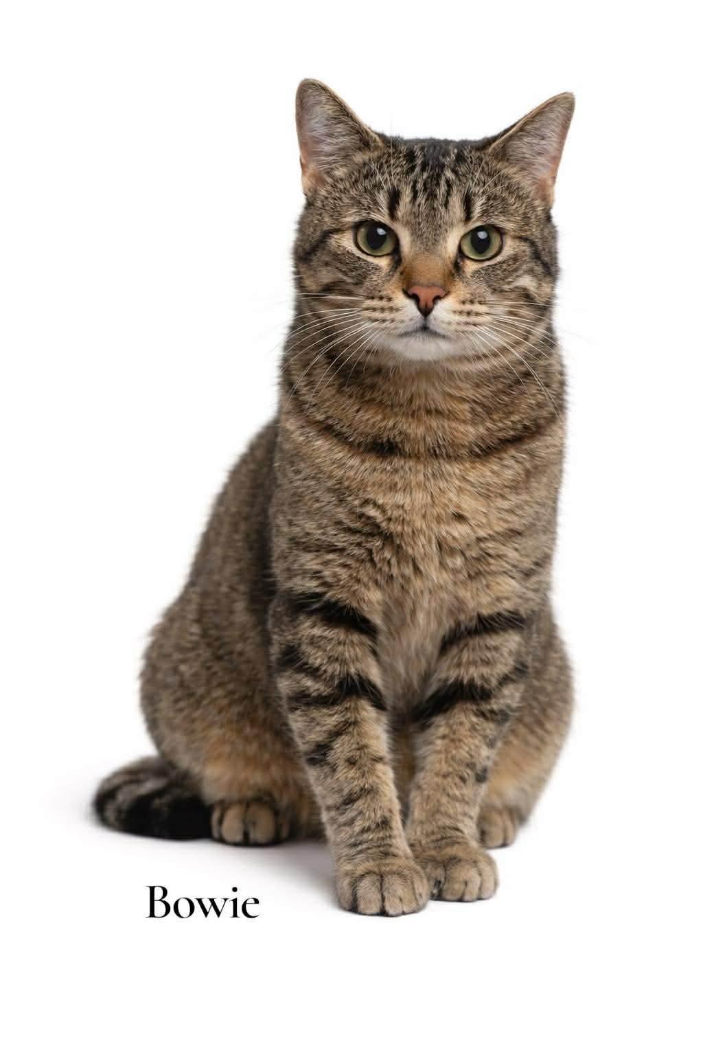 Bowie, ADOPTABLE, Adult Male Domestic Short Hair.