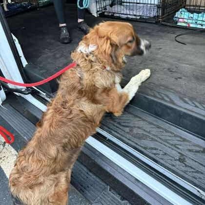 Enlarge Moonshine, a Adopted mixed breed in Perth, ON image 2/3