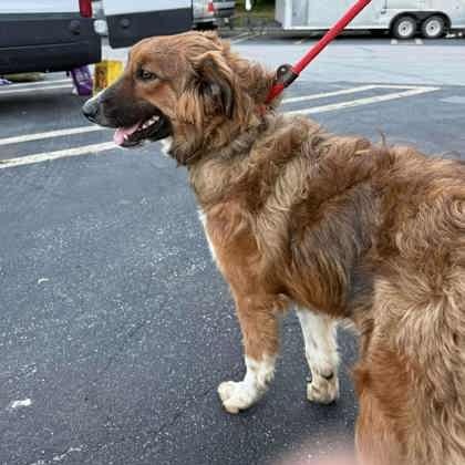 Enlarge Moonshine, a Adopted mixed breed in Perth, ON image 3/3