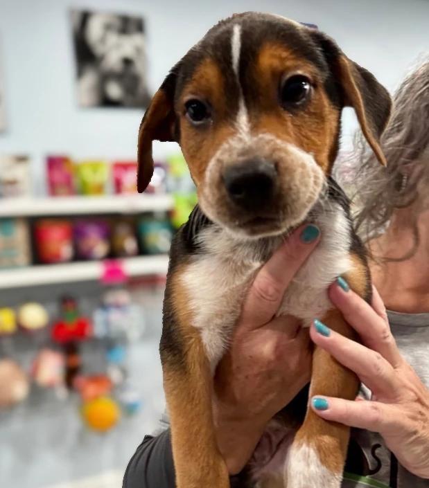 Zuma, Adoptable, Puppy Male Retriever & Mixed Breed.