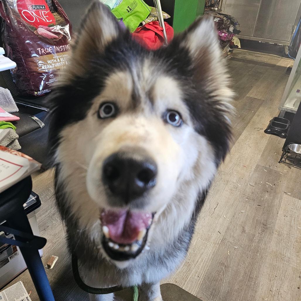 Enlarge Loader, a Adoptable Husky in mount vernon, AR image 1/1