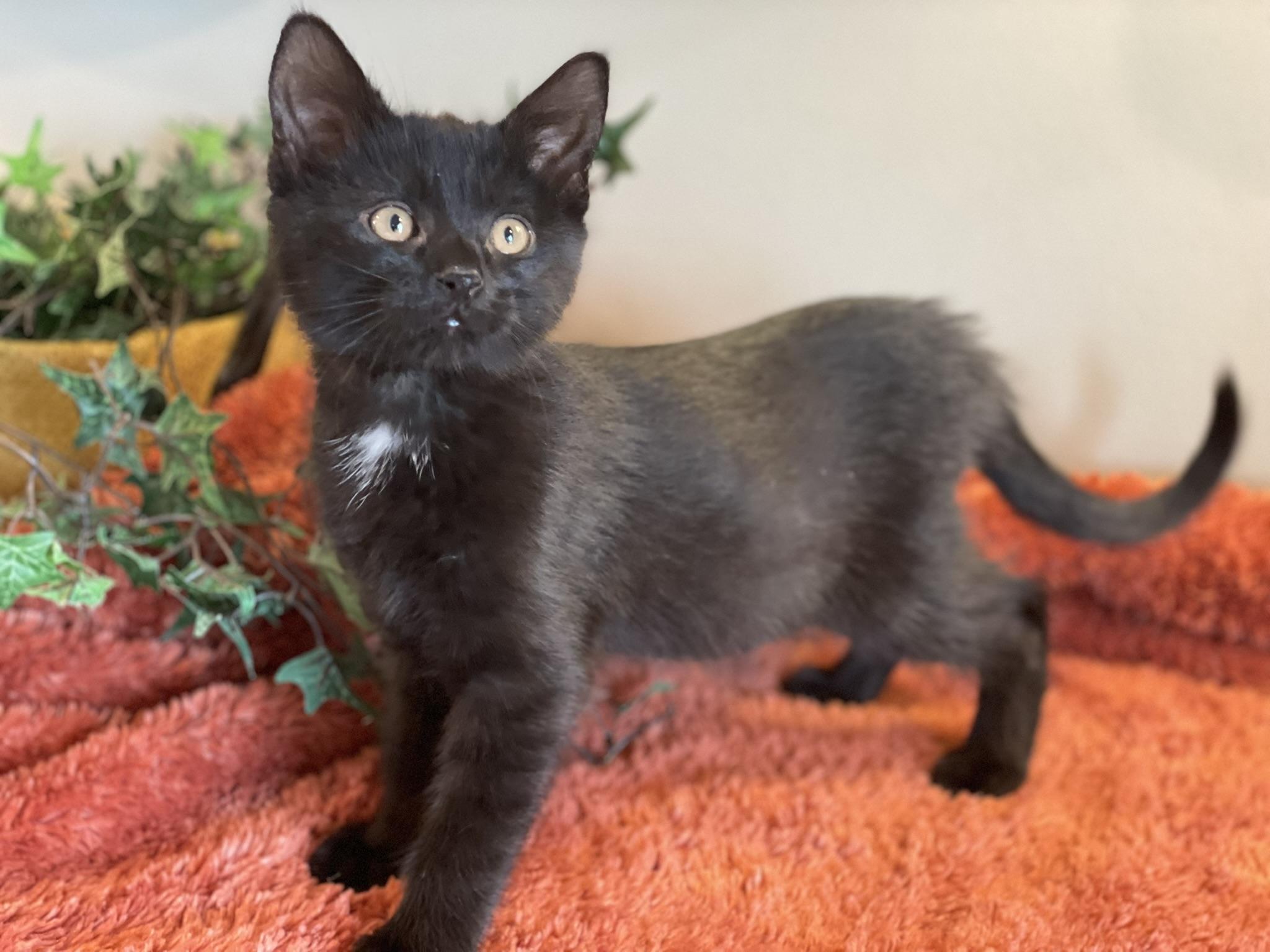 Enlarge Cassian - PENDING ADOPTION, an adopted Domestic Short Hair in Taylor, MI image 4/6