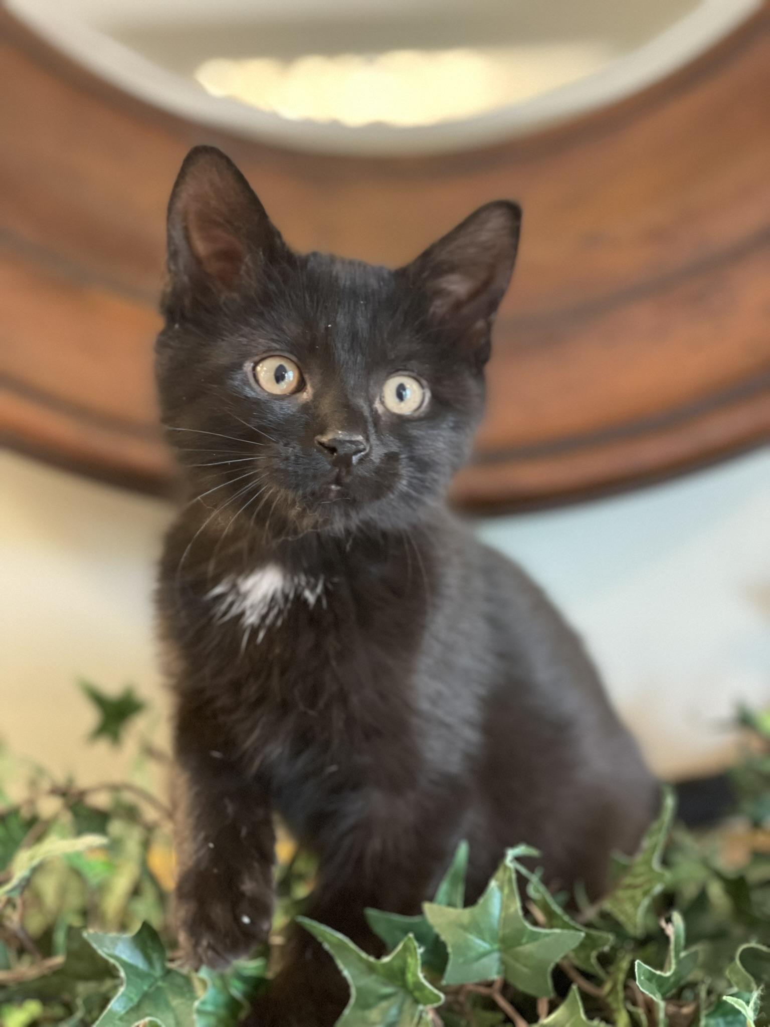 Enlarge Cassian - PENDING ADOPTION, an adopted Domestic Short Hair in Taylor, MI image 5/6