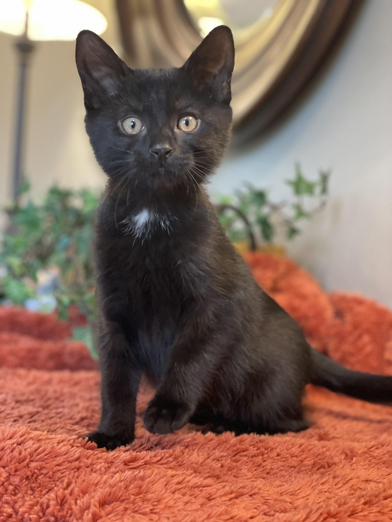 Cassian - PENDING ADOPTION, adopted, Kitten Male Domestic Short Hair.