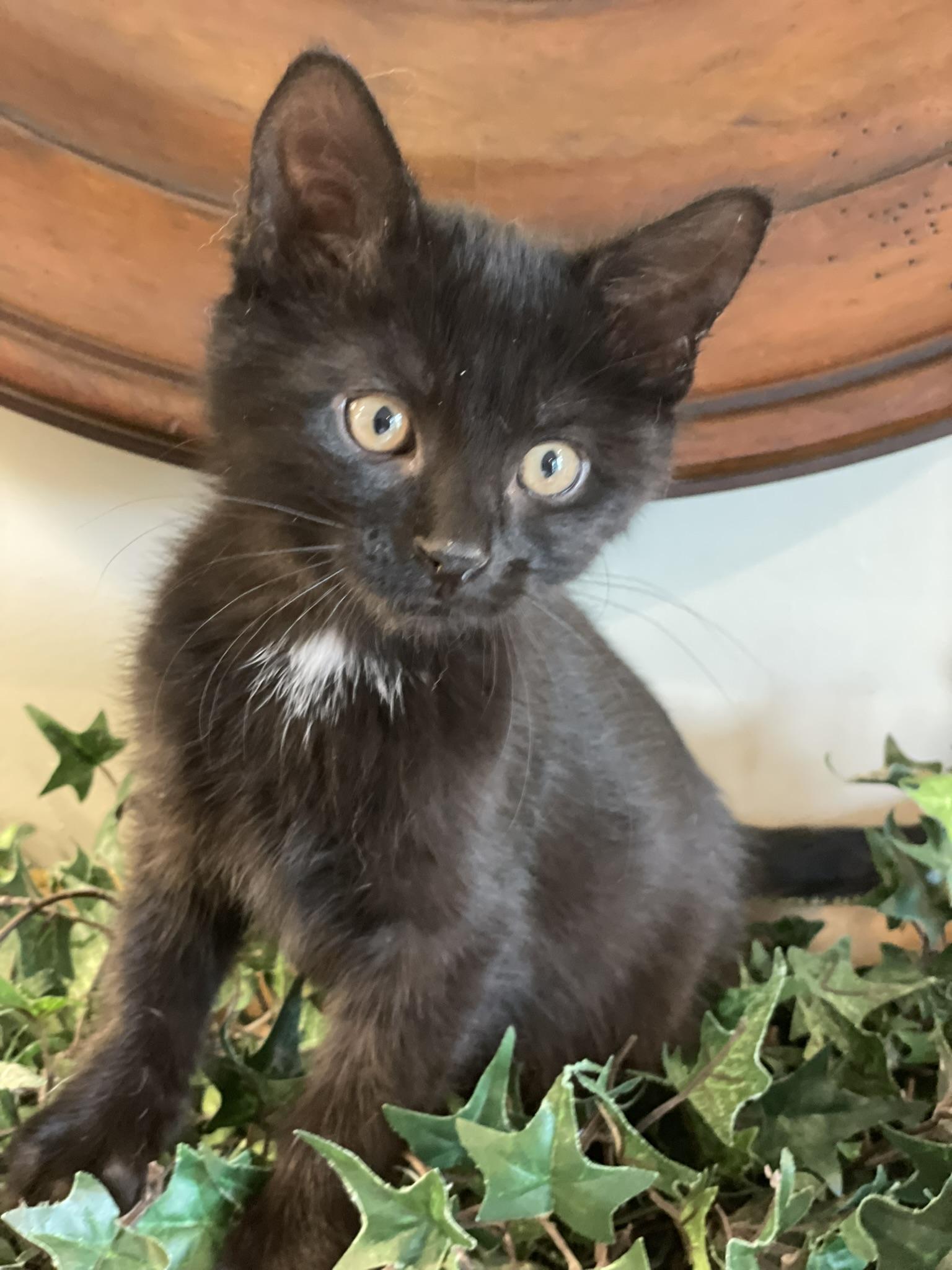 Enlarge Cassian - PENDING ADOPTION, an adopted Domestic Short Hair in Taylor, MI image 3/6
