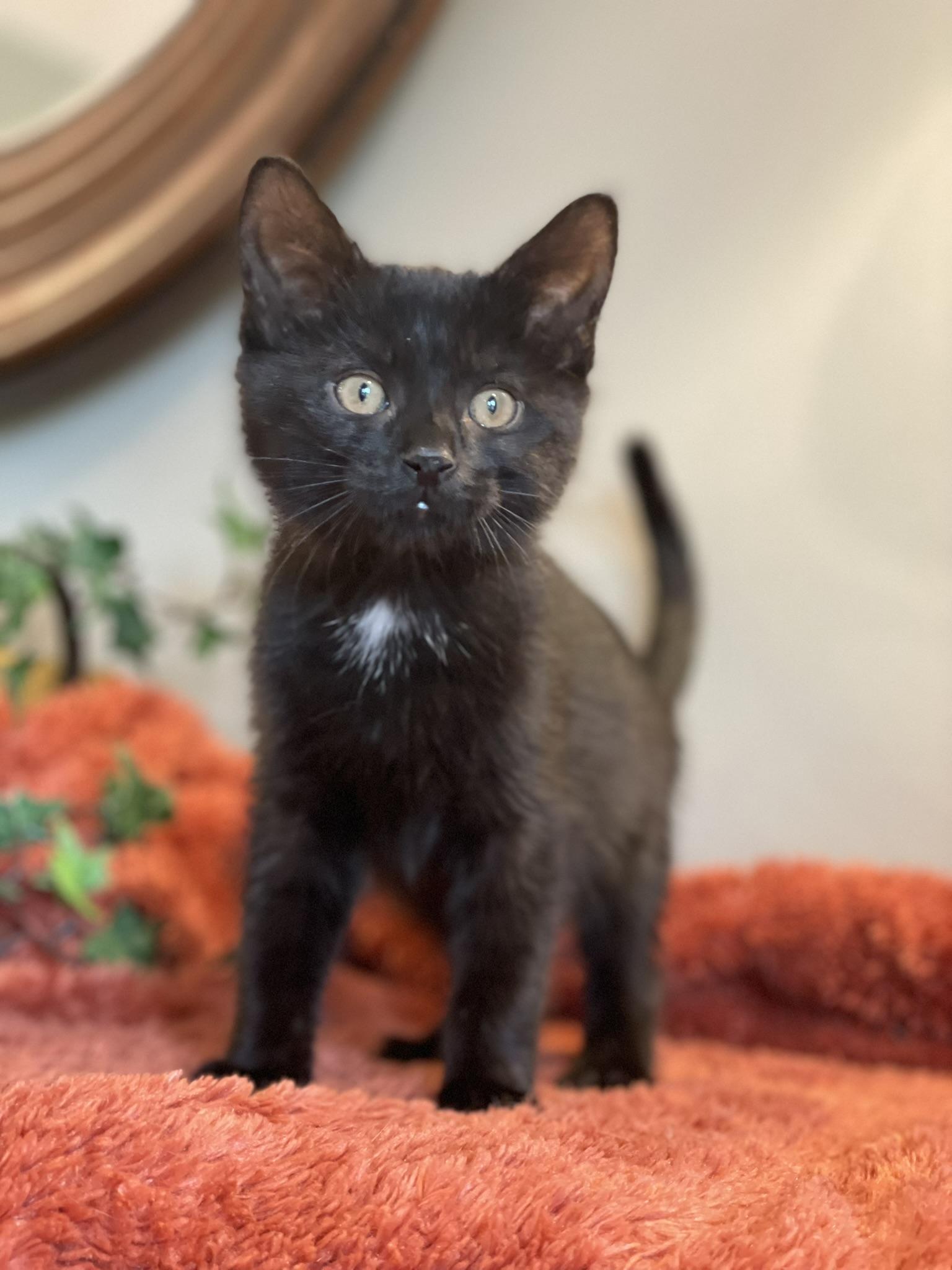 Enlarge Cassian - PENDING ADOPTION, an adopted Domestic Short Hair in Taylor, MI image 2/6