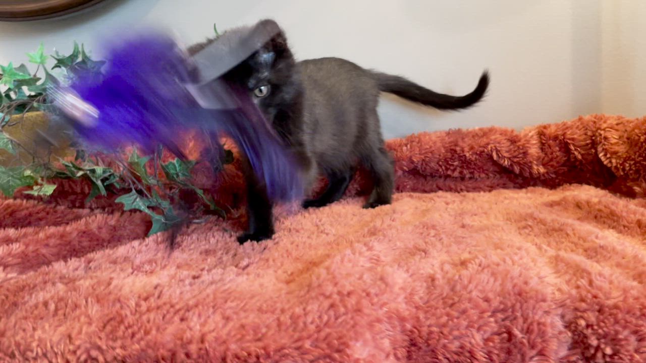 Enlarge Cassian - PENDING ADOPTION, an adopted Domestic Short Hair in Taylor, MI video 6/6