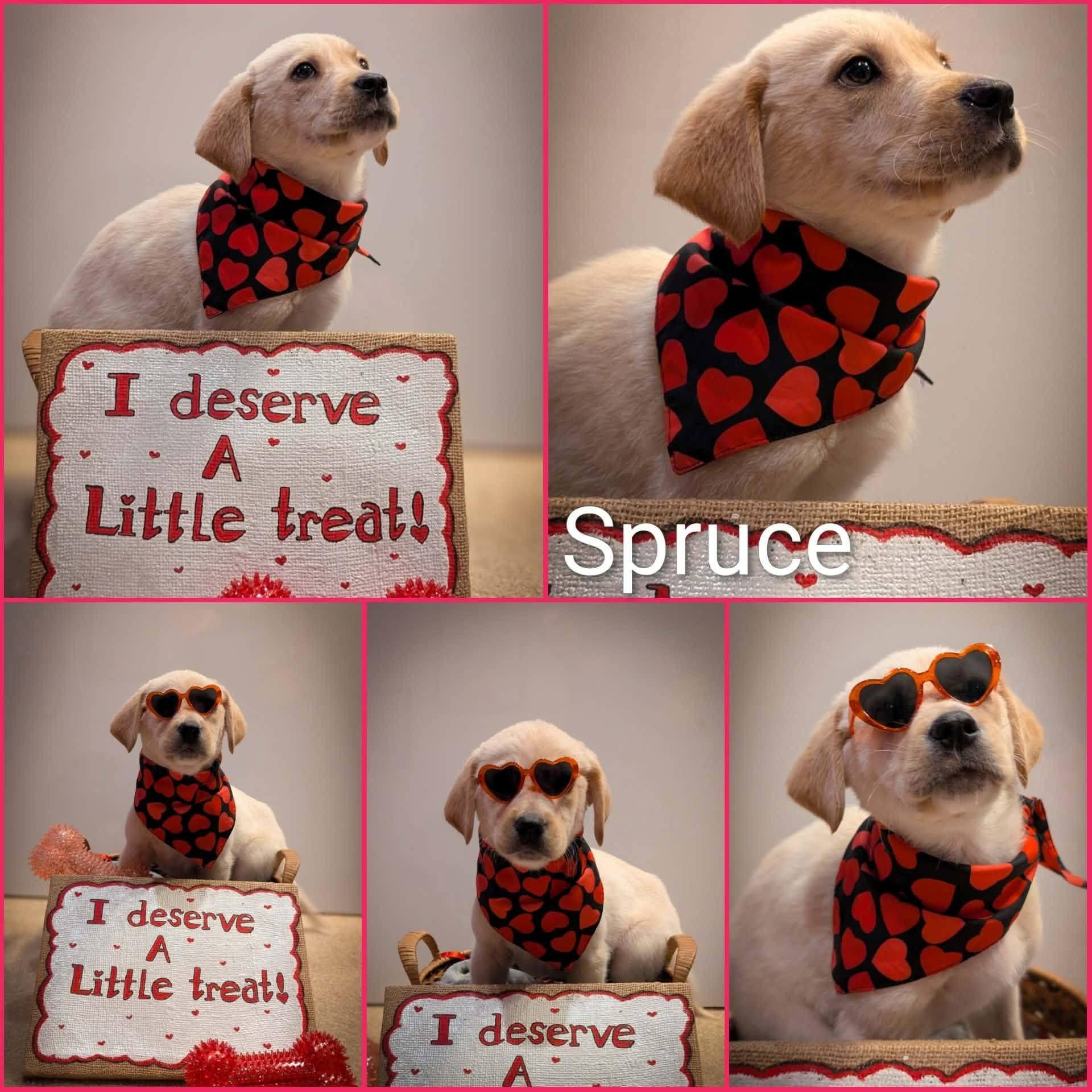 Spruce, ADOPTABLE, Puppy Male Labrador Retriever.