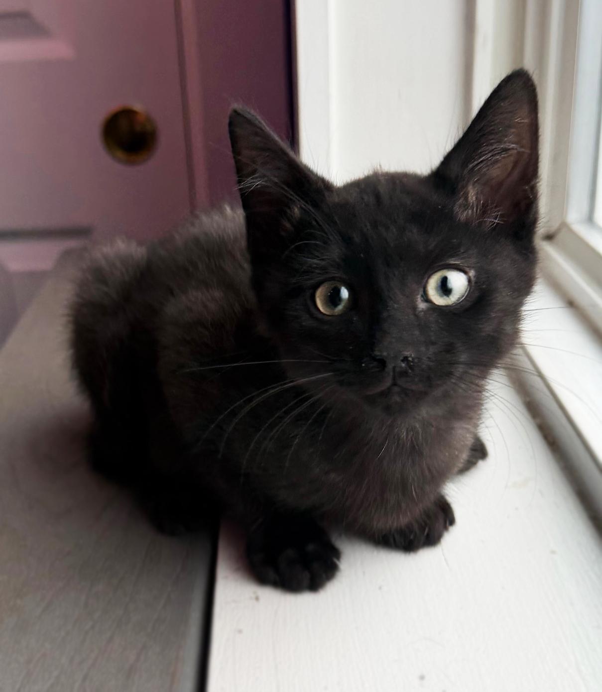 Enlarge Smeech, a ADOPTABLE Domestic Medium Hair in Asheville, NC image 1/1