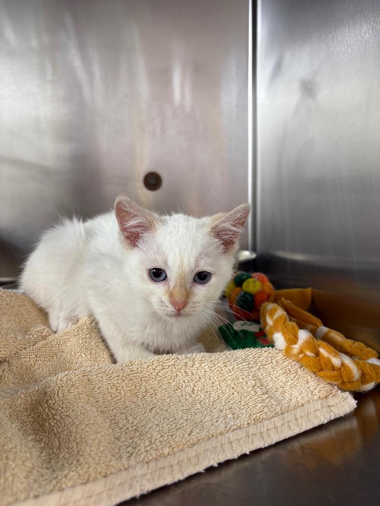 Joan, Adopted, Kitten Female Domestic Short Hair.