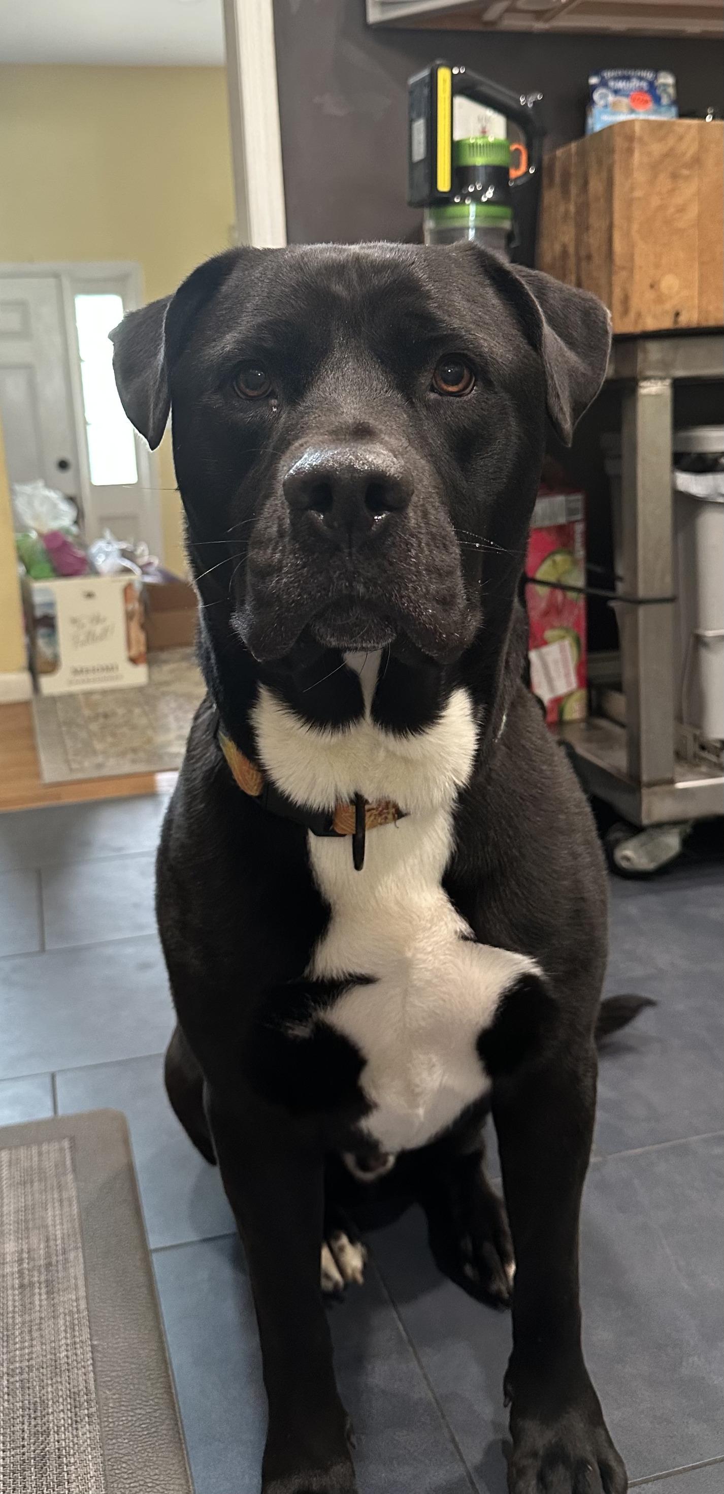 Hansel, ADOPTABLE, Young Male Cane Corso.