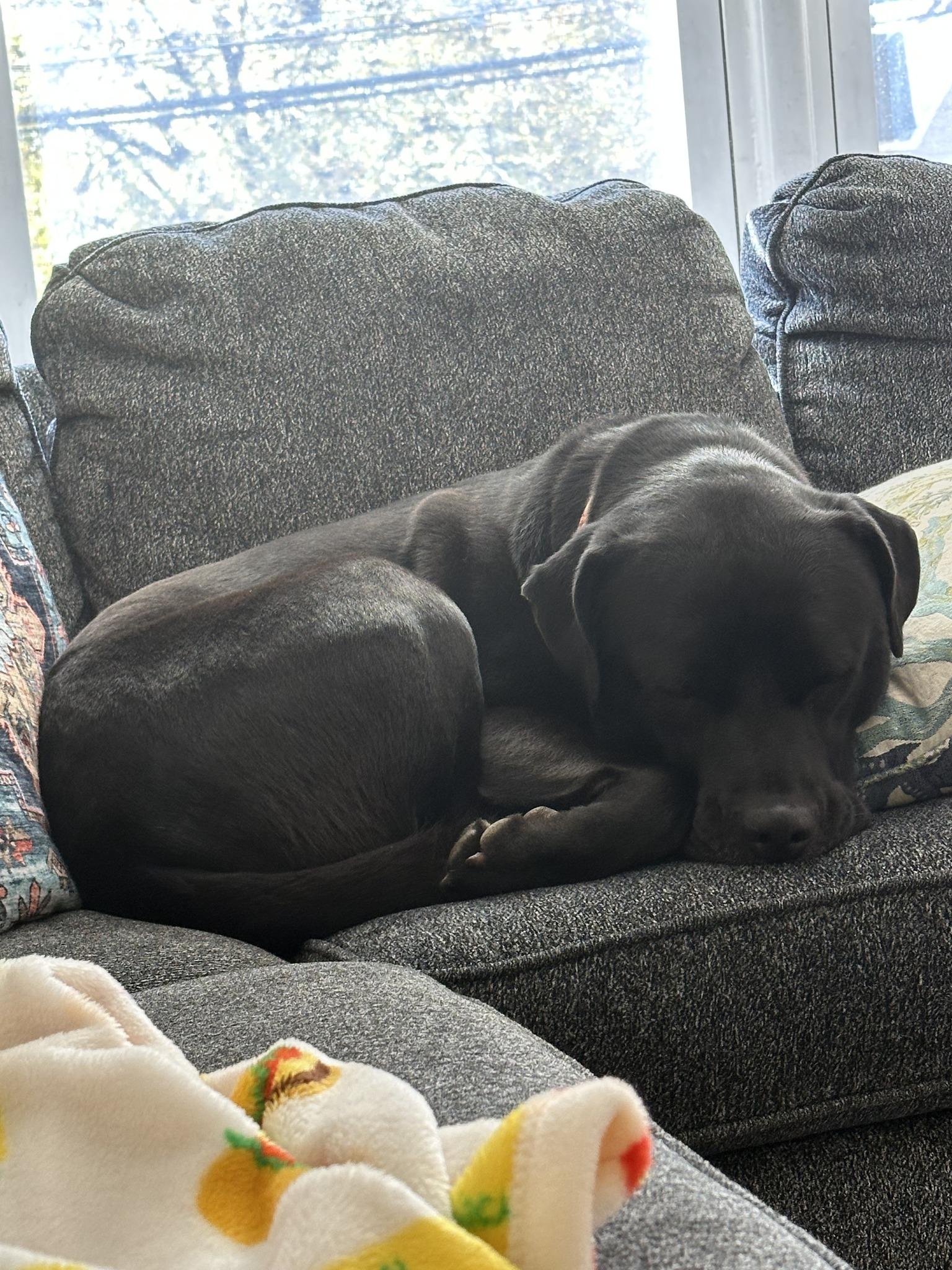 Enlarge Hansel, a ADOPTABLE Cane Corso in Richboro, PA image 2/3