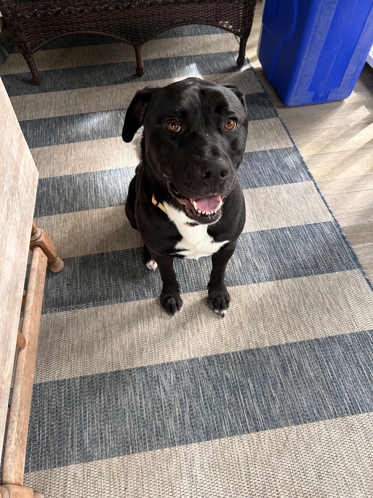 Enlarge Hansel, a ADOPTABLE Cane Corso in Richboro, PA image 3/3