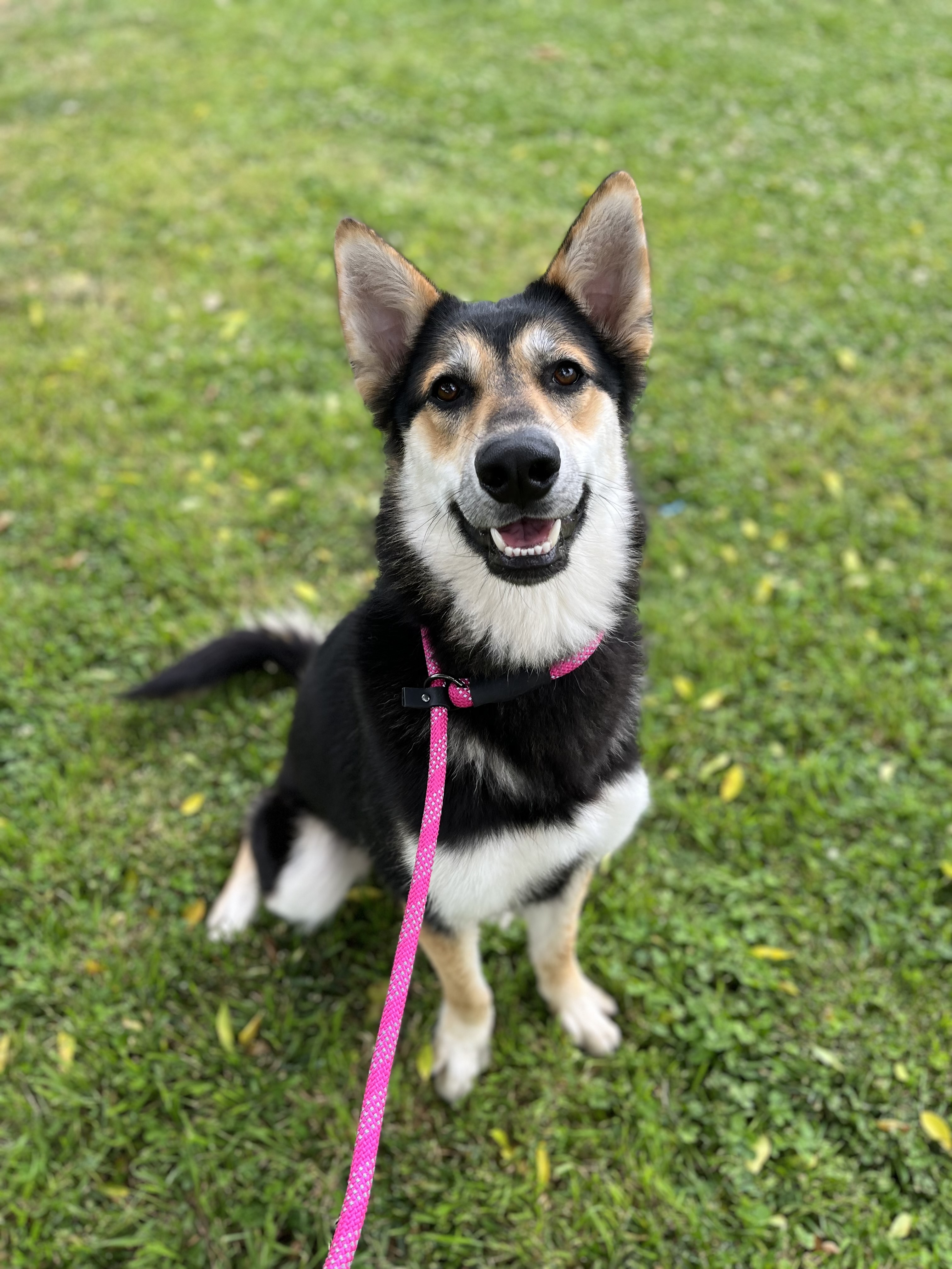 WINTER, Adult Female German Shepherd Dog