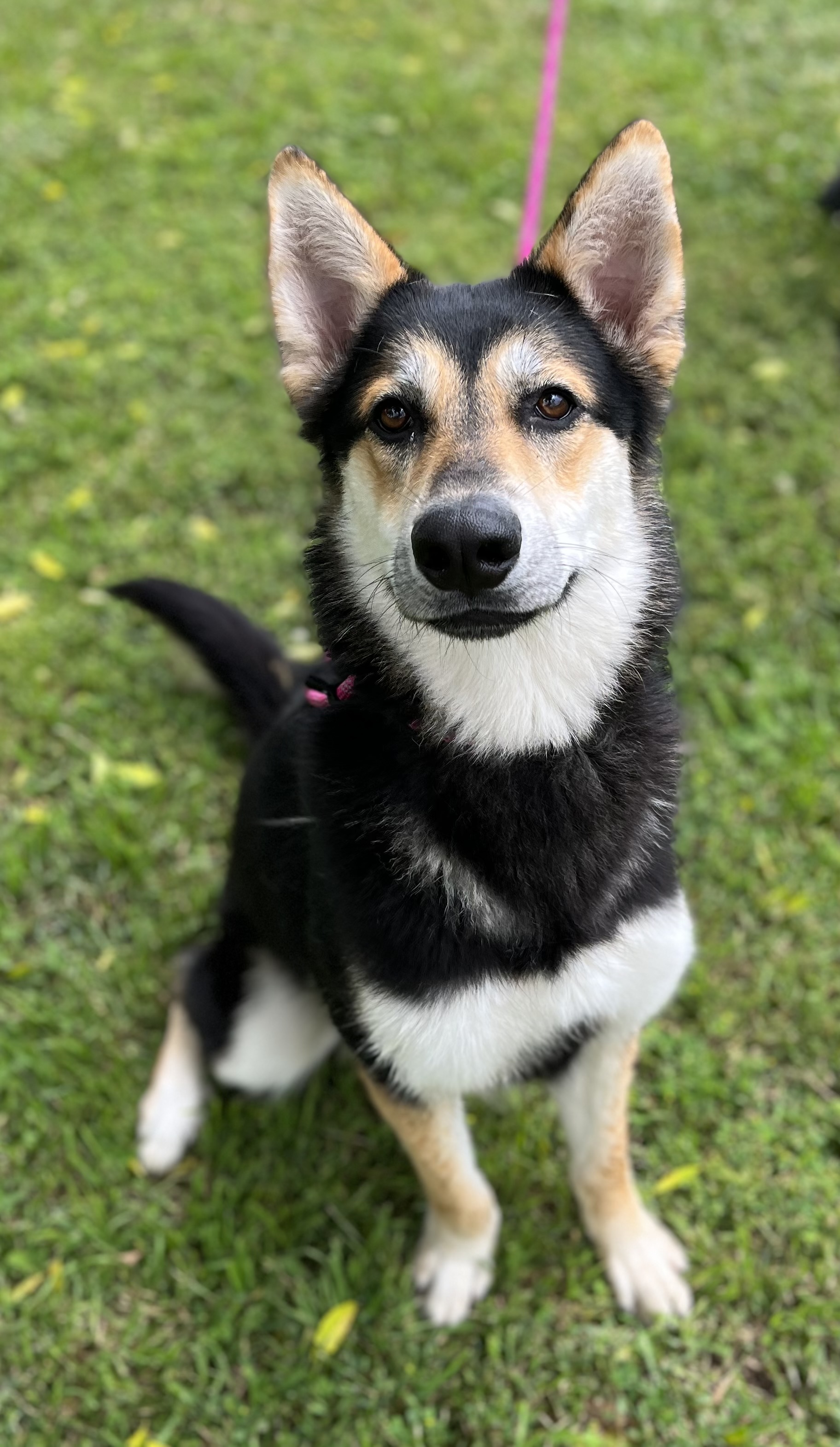 Enlarge WINTER, a Adoptable mixed breed in Los Angeles, CA image 2/3