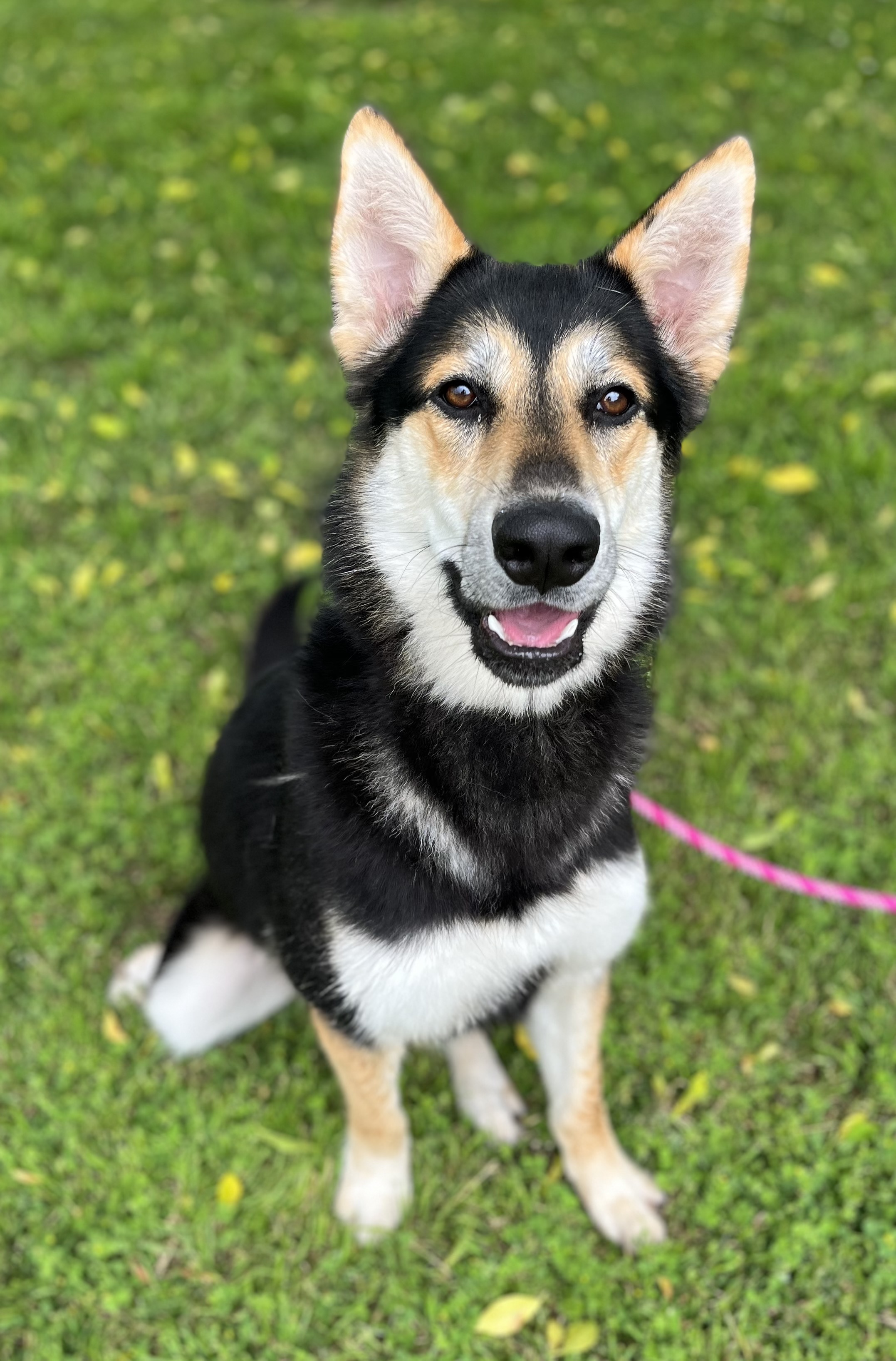 Enlarge WINTER, a Adoptable mixed breed in Los Angeles, CA image 3/3