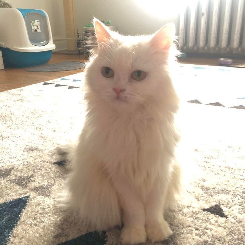 BOSSI, an adoptable Persian in Brampton, ON image 1/4